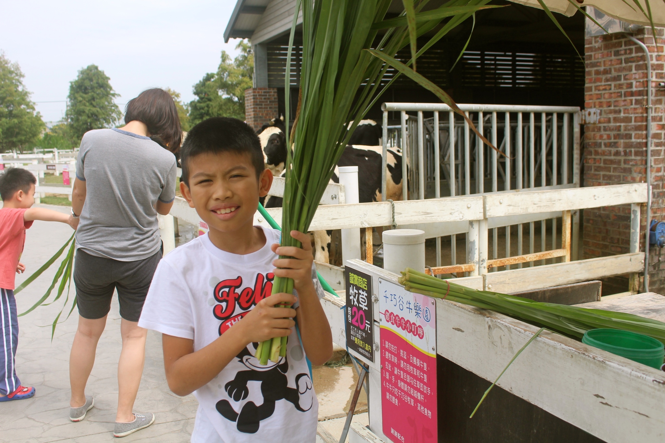 【雲(yún)林 千巧谷牛樂(lè)園牧場(chǎng)】免費(fèi)入園/停車(chē)。牛牛家餵牧草、萌牛拍照、沙坑區(qū)