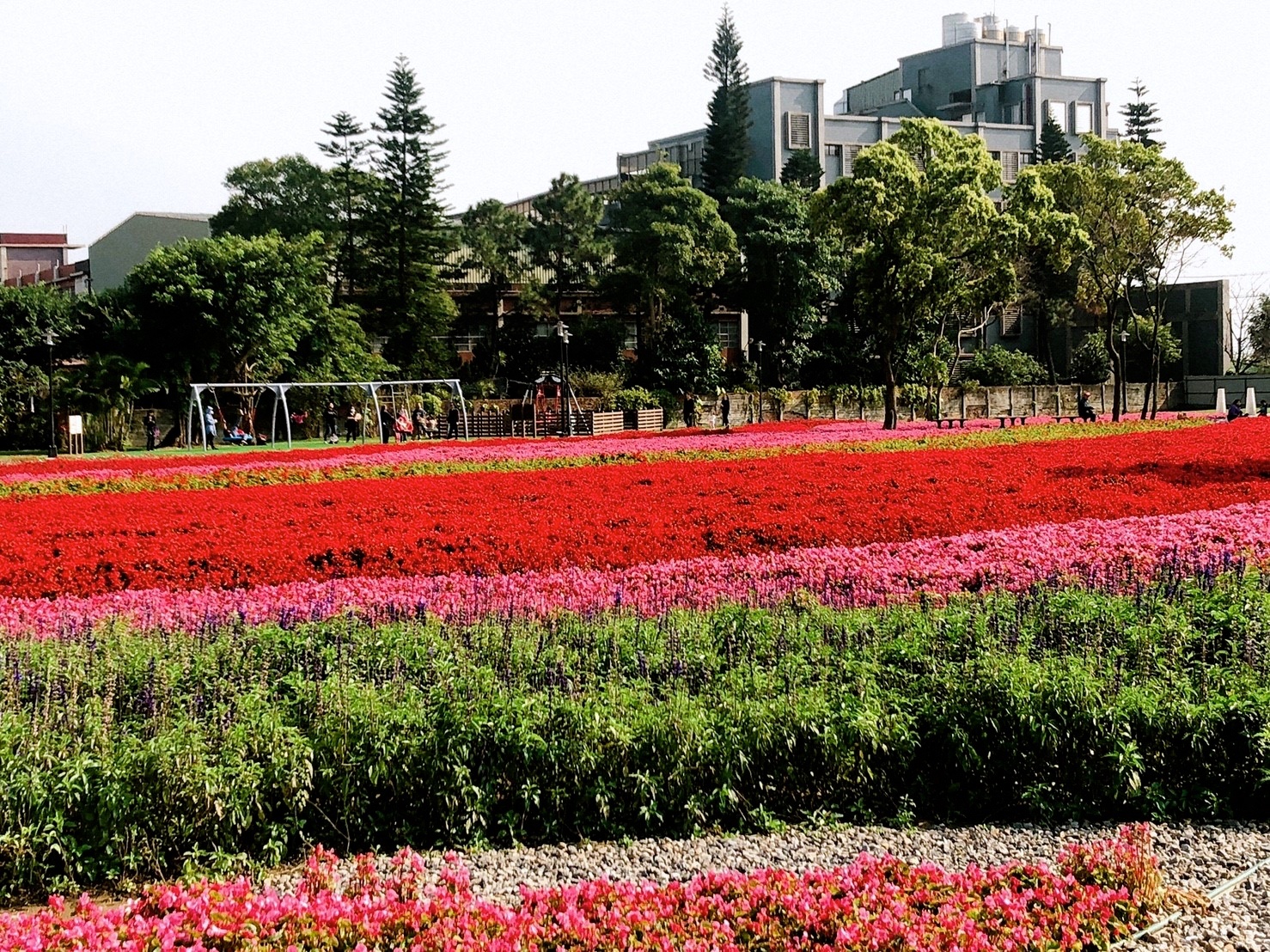 【桃園 客家園區共融式遊戲場】藏匿於浪漫花海。以鞦韆為主題的客家公園