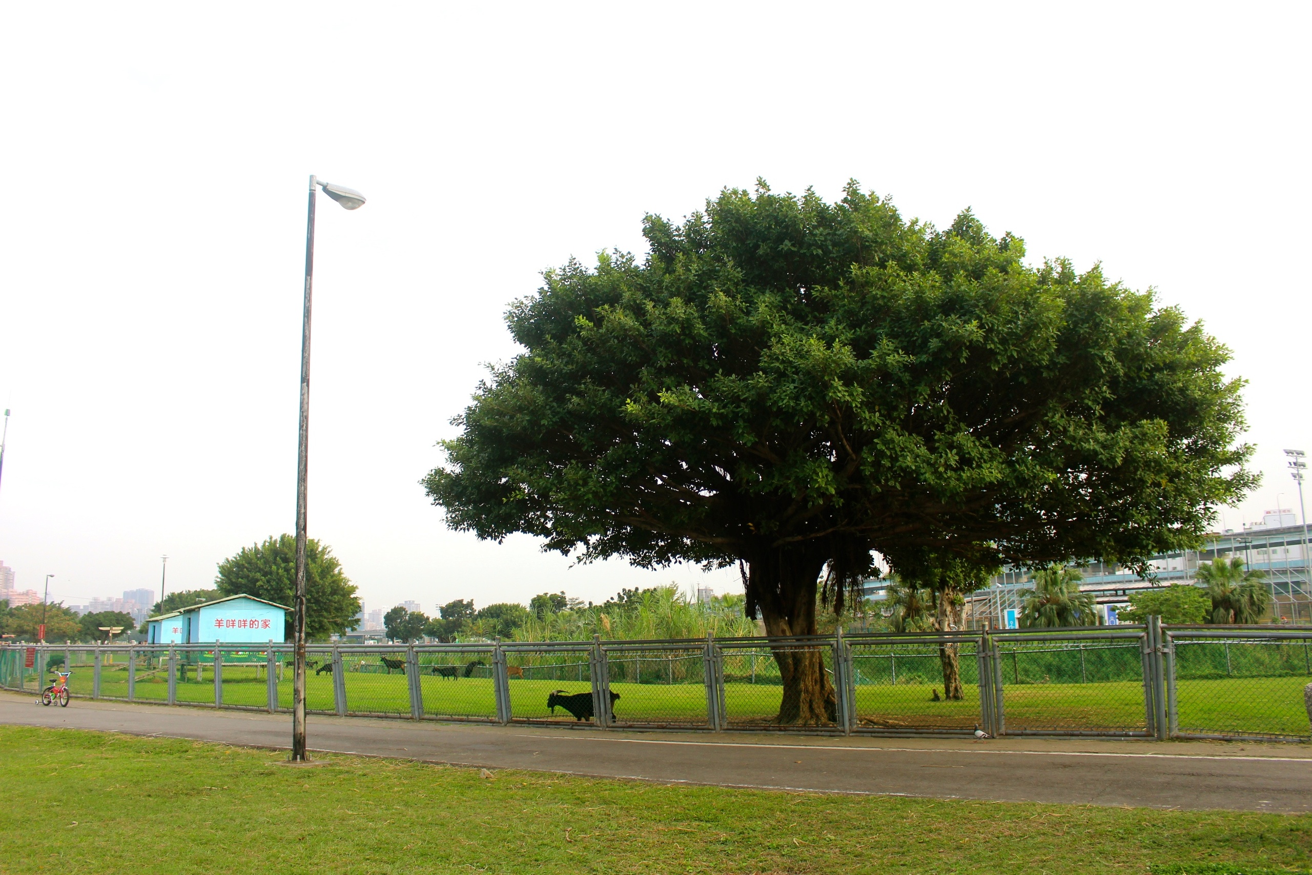 二重疏洪親水公園,羊咩咩的家,遙控賽車場