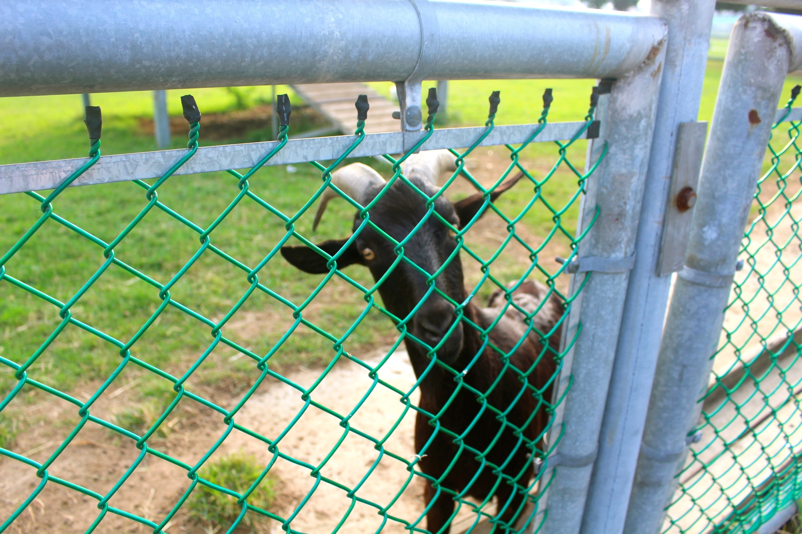 【新北 二重疏洪親水公園】免費餵食「羊咩咩的家」。暢遊自行車道/遙控賽車場/三種球場