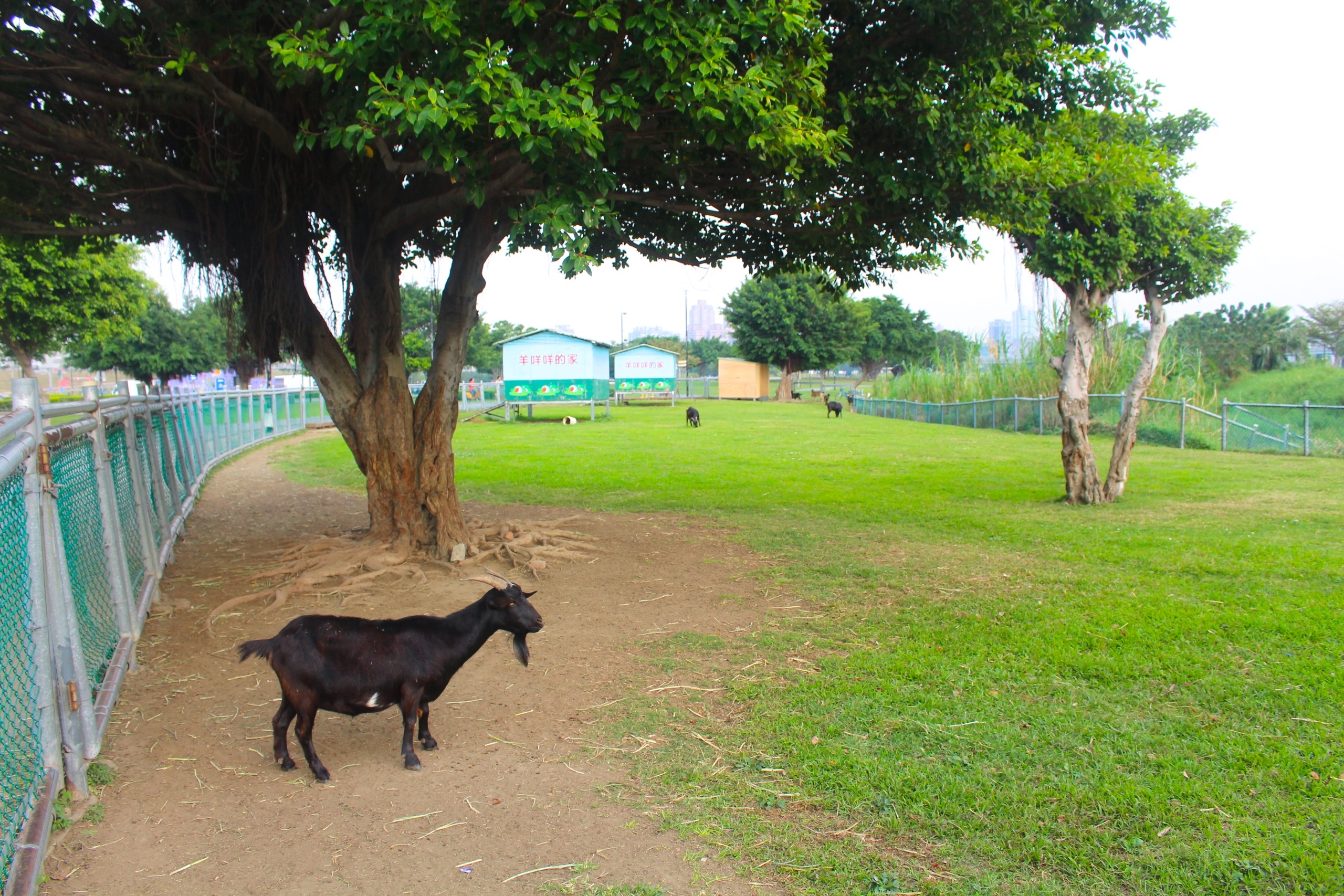 【新北 二重疏洪親水公園】免費餵食「羊咩咩的家」。暢遊自行車道/遙控賽車場/三種球場