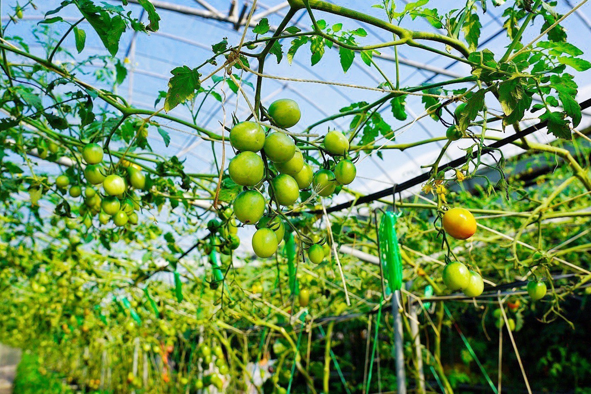 免費(fèi)景點(diǎn),採番茄,新竹好玩,水果拼盤,番茄汁,親子景點(diǎn),踩果,金勇番茄DIY,關(guān)西景點(diǎn),麻糬DIY