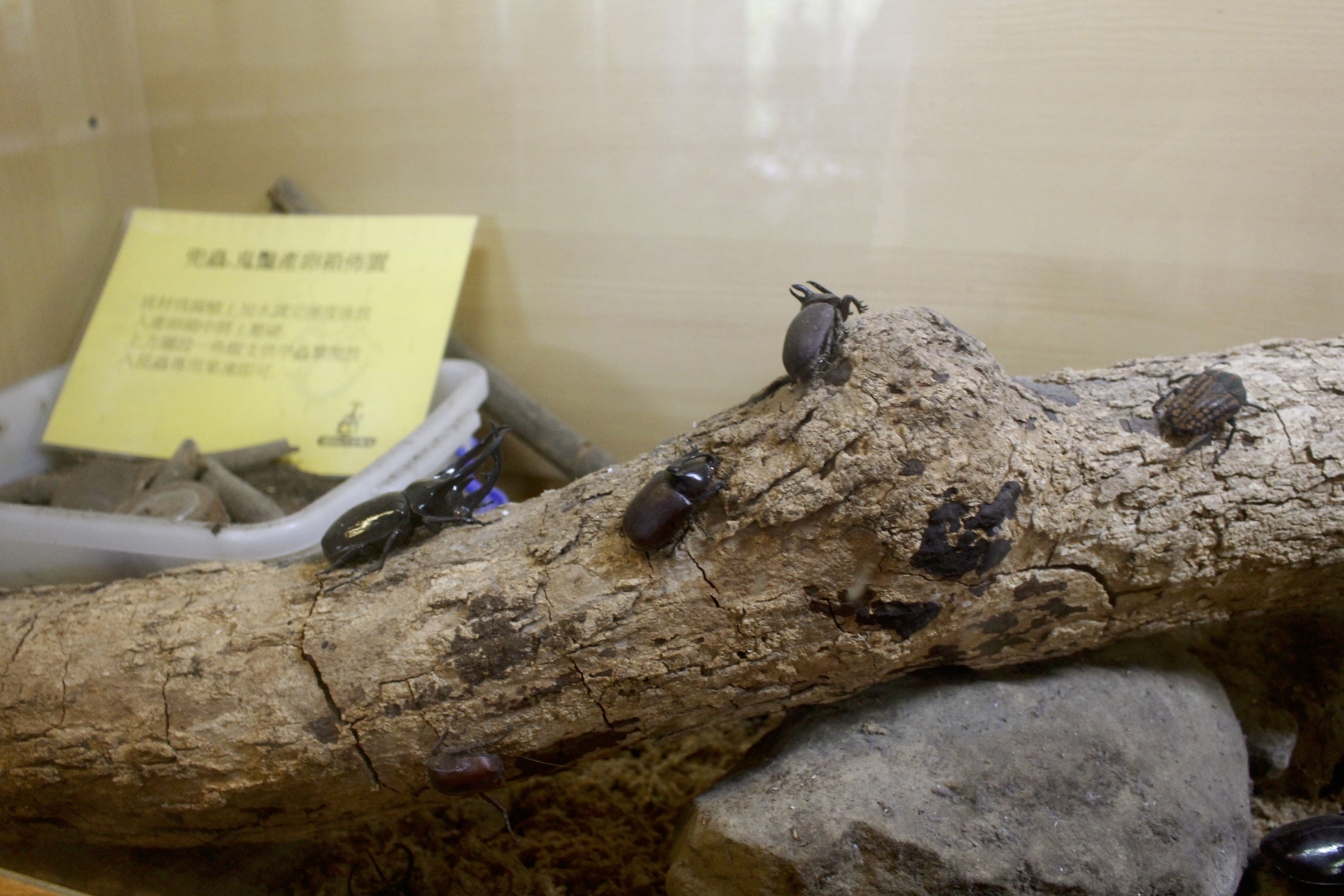 公園,動物,嘉義景點,小火車,沙坑,獨角仙農場,親子旅遊,農場,遊戲場