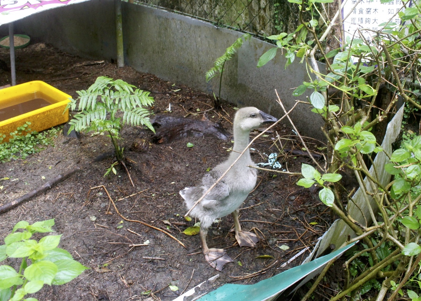 公園,動物,嘉義景點,小火車,沙坑,獨角仙農場,親子旅遊,農場,遊戲場