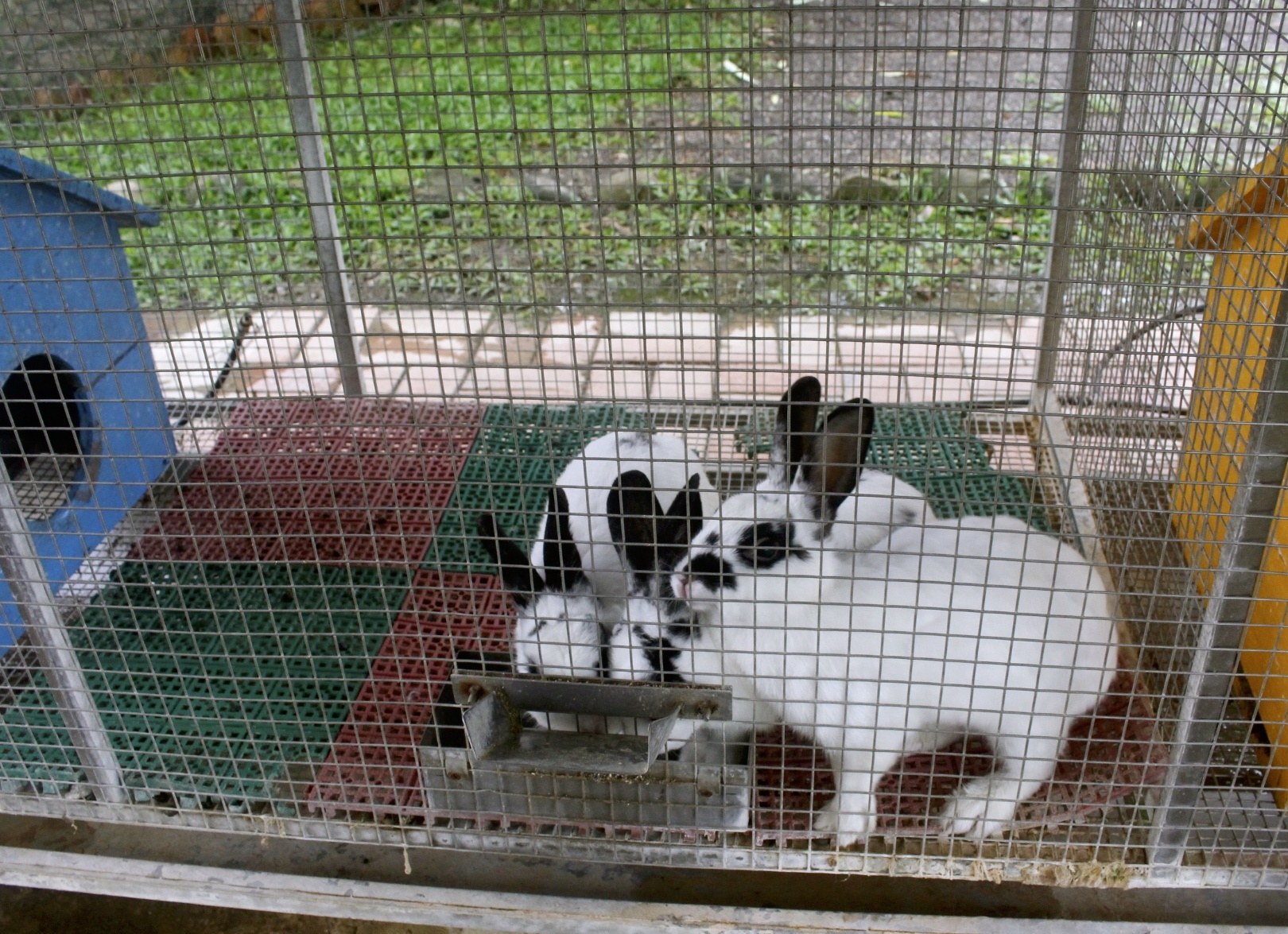 公園,動物,嘉義景點,小火車,沙坑,獨角仙農場,親子旅遊,農場,遊戲場