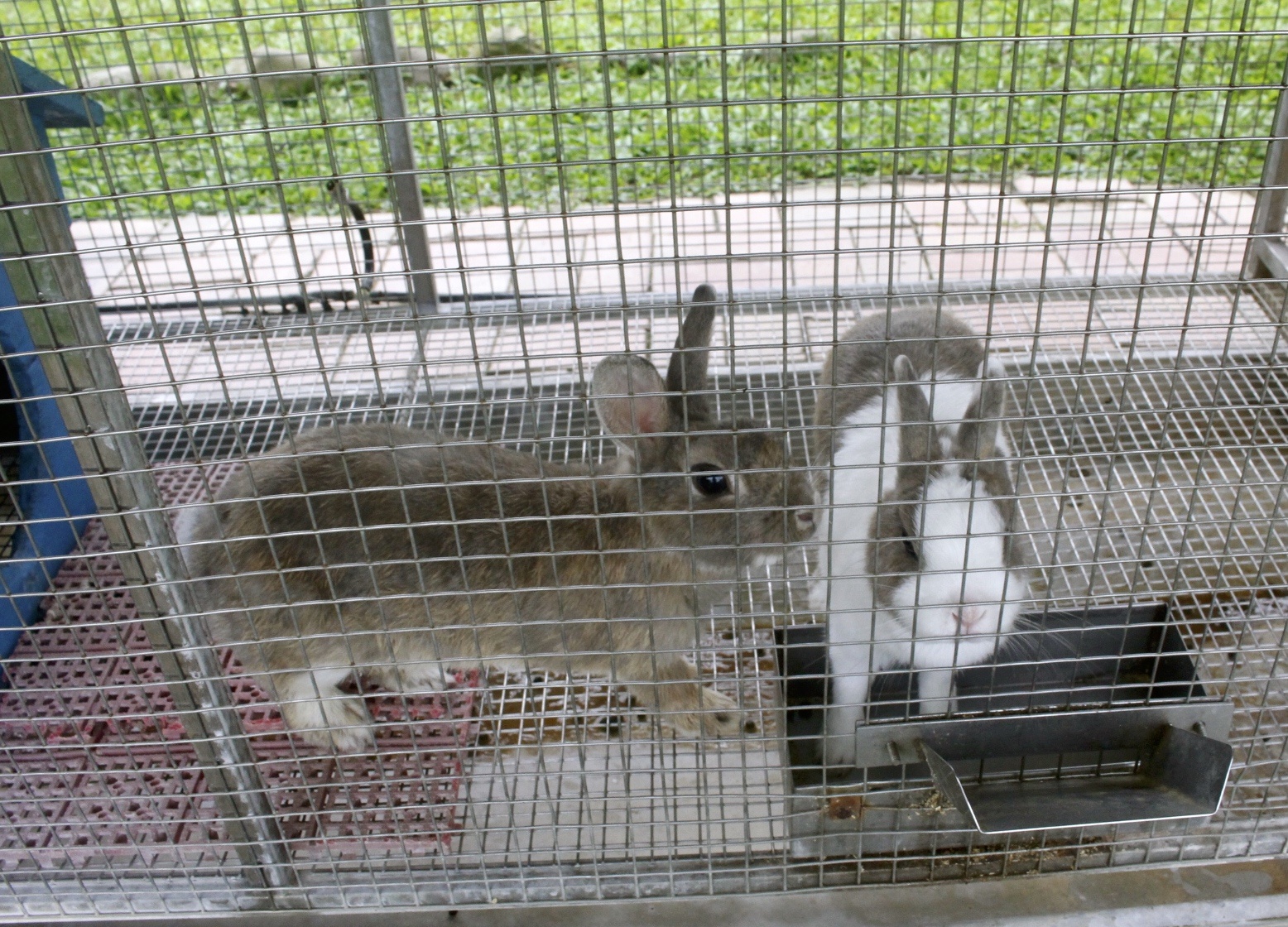 公園,動物,嘉義景點,小火車,沙坑,獨角仙農場,親子旅遊,農場,遊戲場