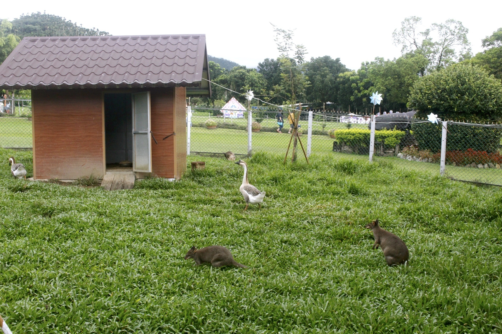 公園,動物,嘉義景點,小火車,沙坑,獨角仙農場,親子旅遊,農場,遊戲場