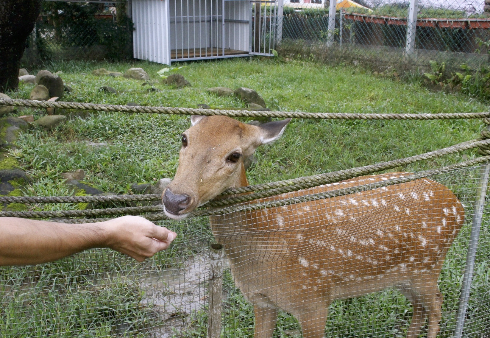 公園,動物,嘉義景點,小火車,沙坑,獨角仙農場,親子旅遊,農場,遊戲場