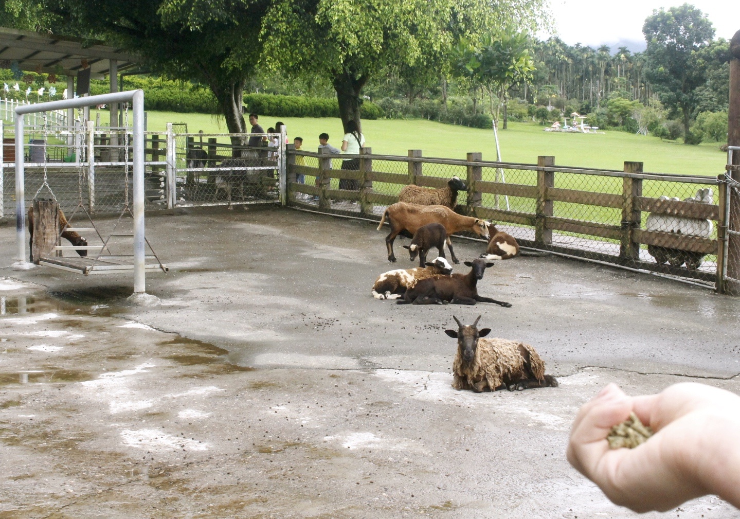 公園,動物,嘉義景點,小火車,沙坑,獨角仙農場,親子旅遊,農場,遊戲場