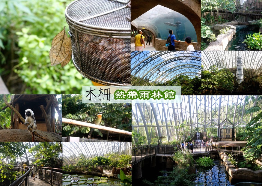 好玩景點,木柵動物園,熱帶雨林館,親子遊