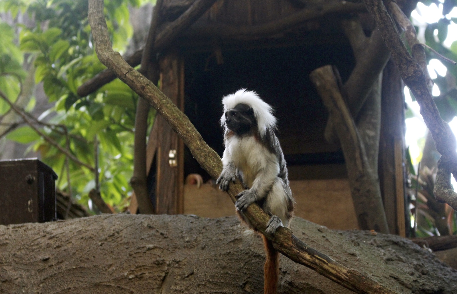 好玩景點(diǎn),木柵動(dòng)物園,熱帶雨林館,親子遊