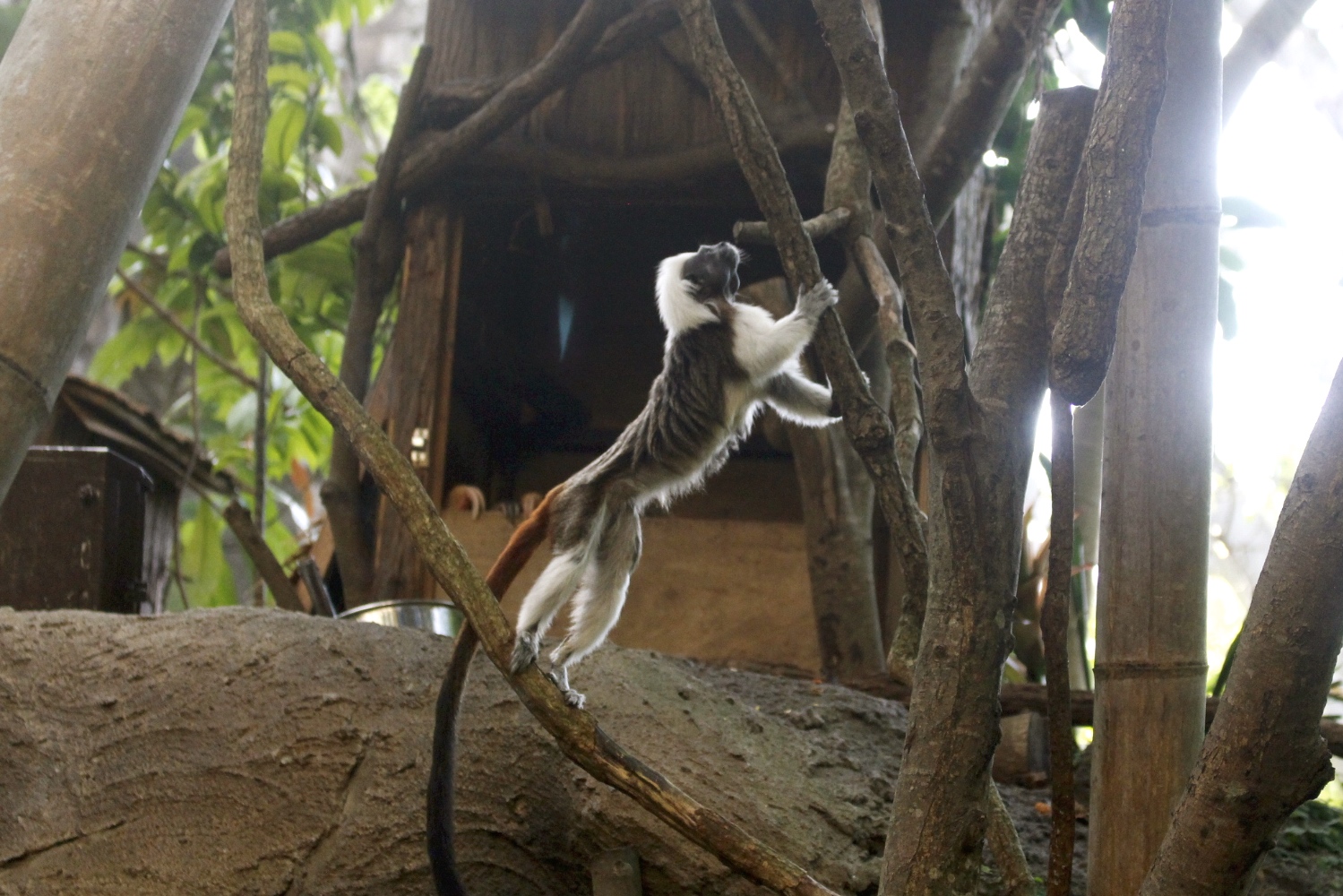 好玩景點,木柵動物園,熱帶雨林館,親子遊