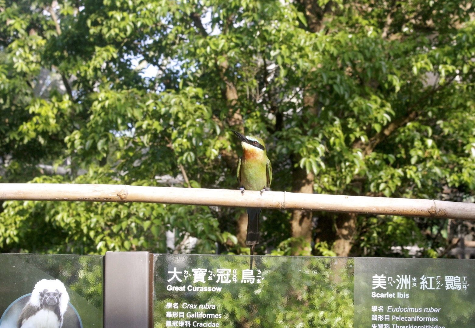 好玩景點(diǎn),木柵動(dòng)物園,熱帶雨林館,親子遊