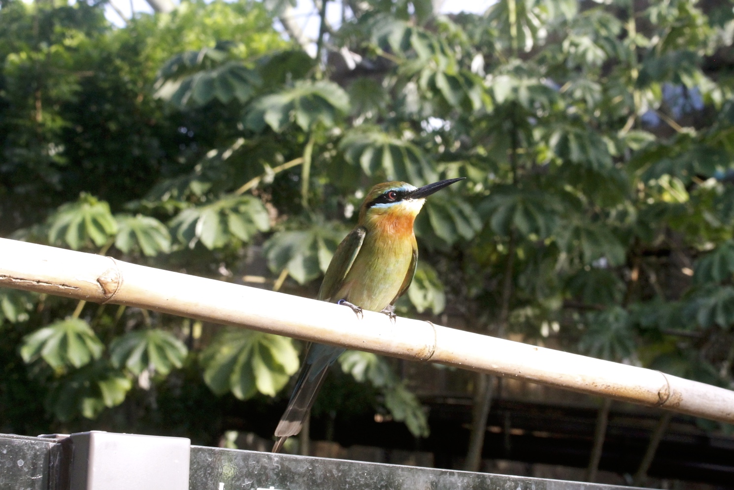 好玩景點,木柵動物園,熱帶雨林館,親子遊