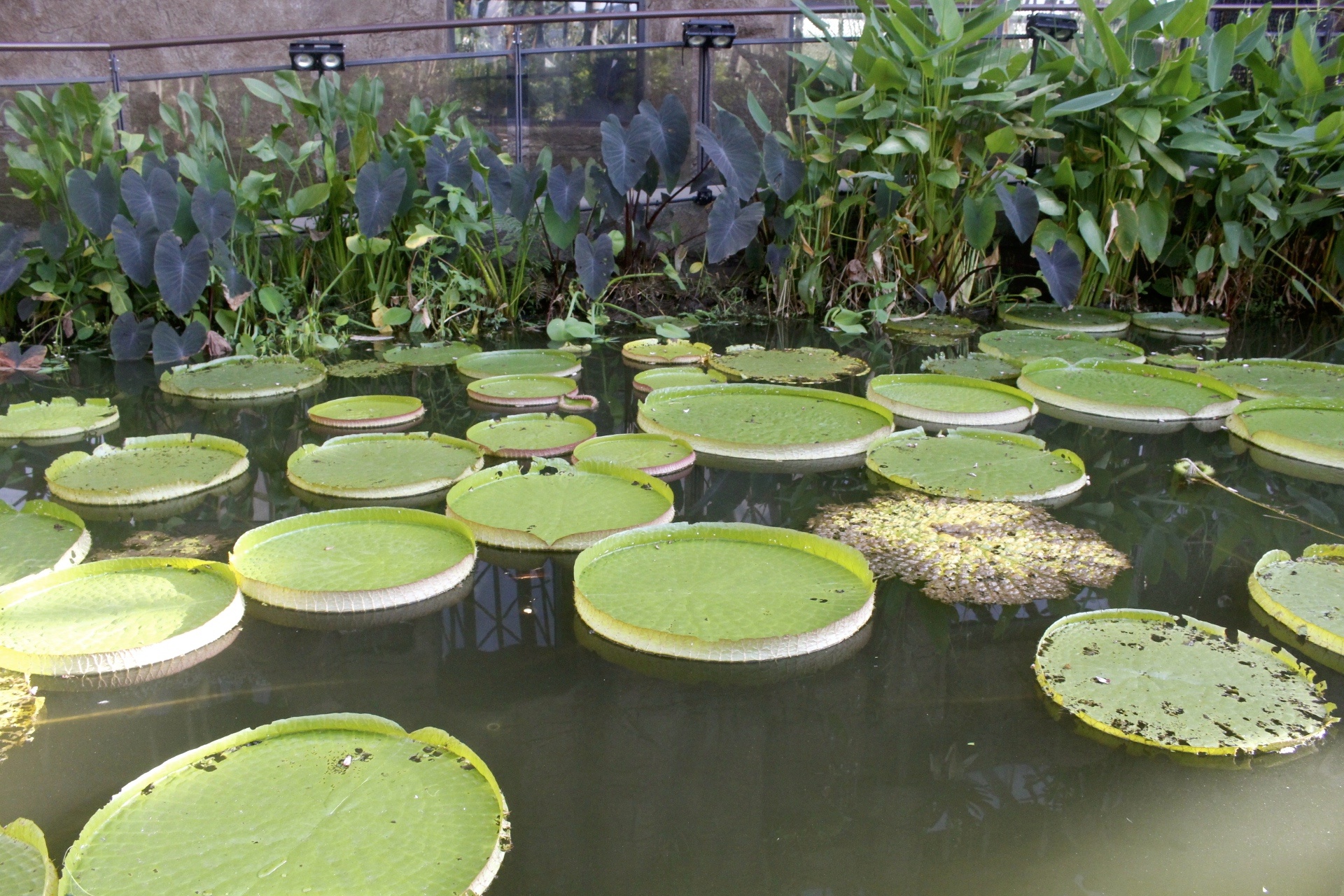 好玩景點,木柵動物園,熱帶雨林館,親子遊