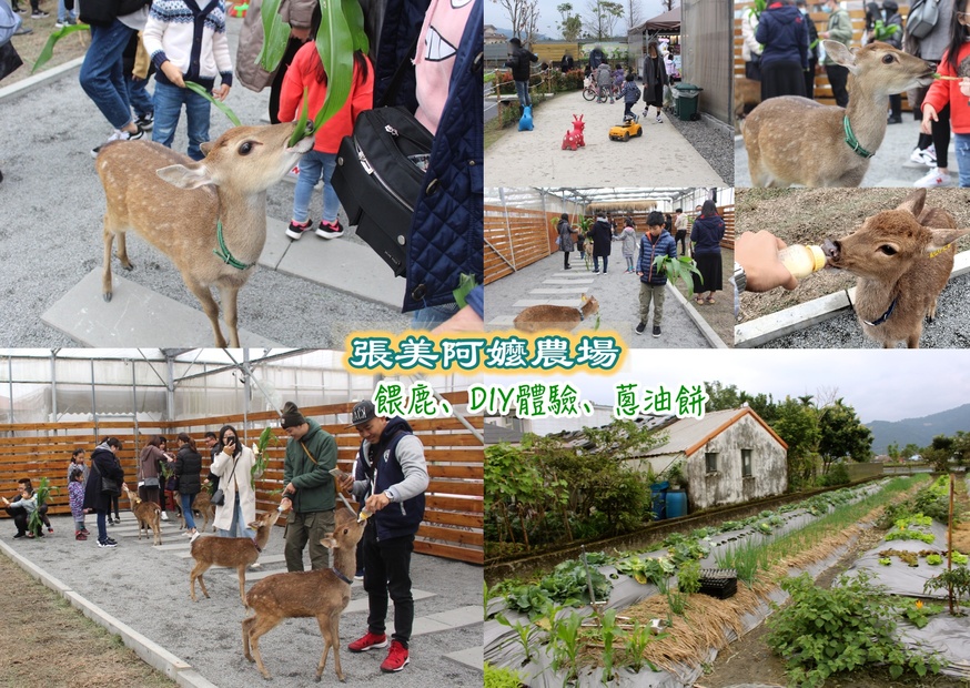 【玩 張美阿嬤農場】150元體驗餵鹿(含蔥油餅一份、暢飲有機紅茶）預約親子DIY體驗才能更有趣！