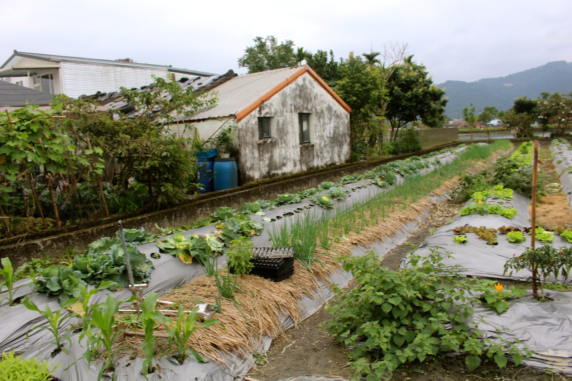 【玩 張美阿嬤農場】150元體驗餵鹿(含蔥油餅一份、暢飲有機紅茶）預約親子DIY體驗才能更有趣！