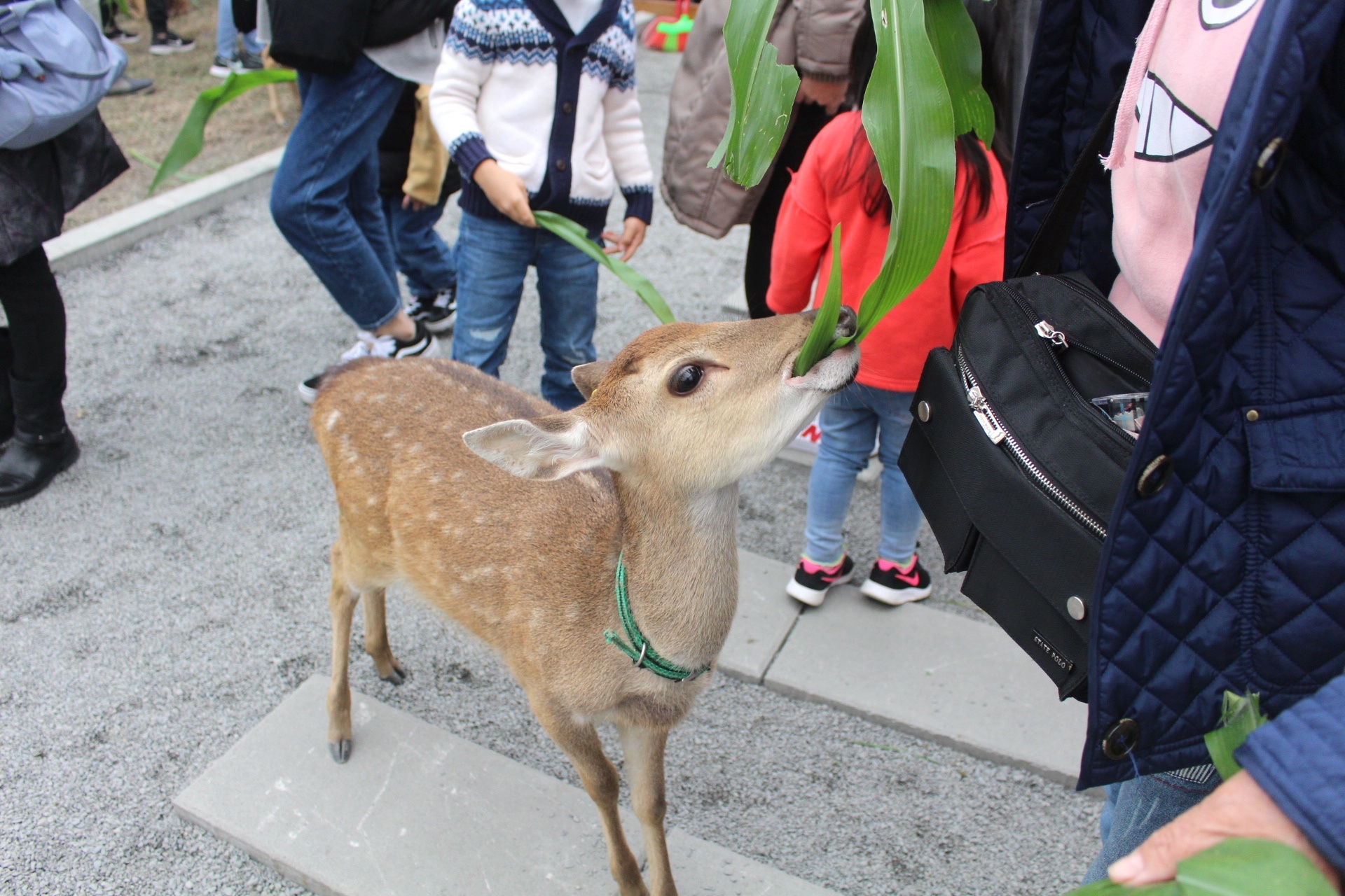 張美阿嬤農場，宜蘭好玩，宜蘭餵動物