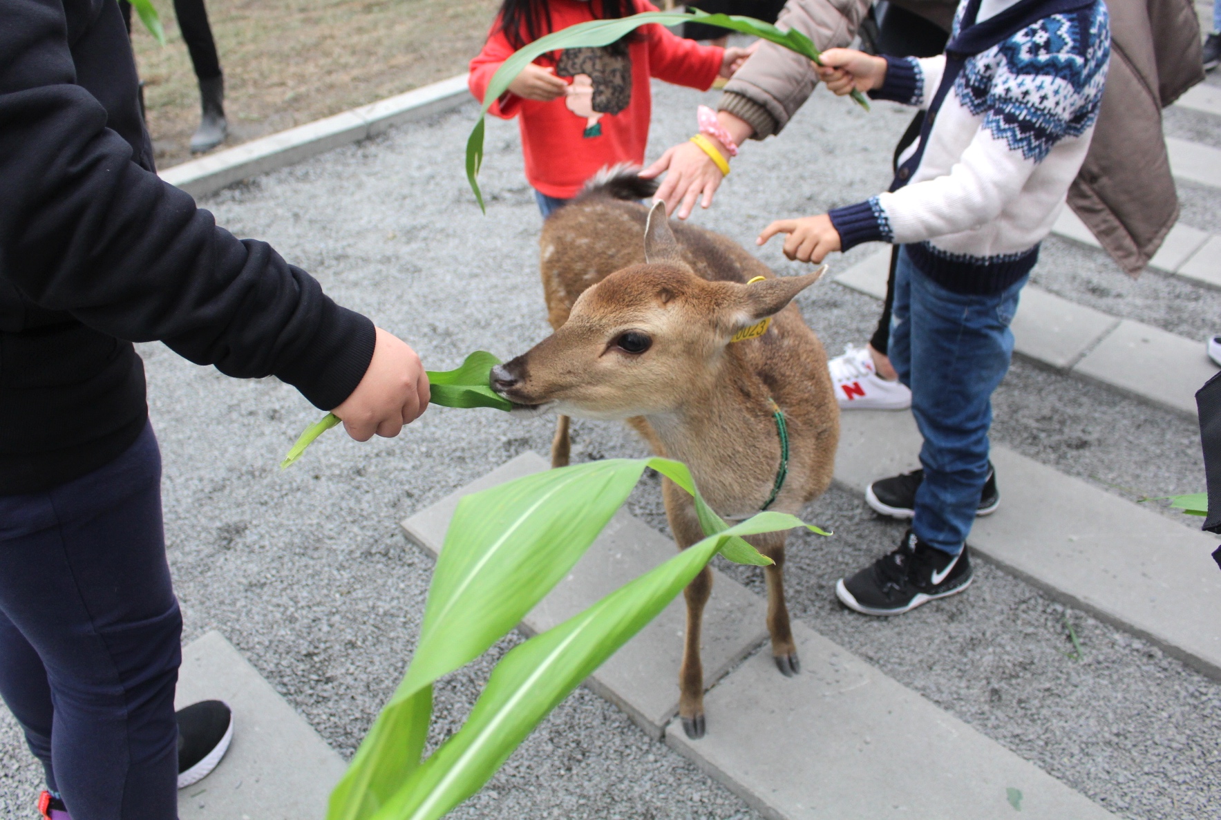 張美阿嬤農場，宜蘭好玩，宜蘭餵動物