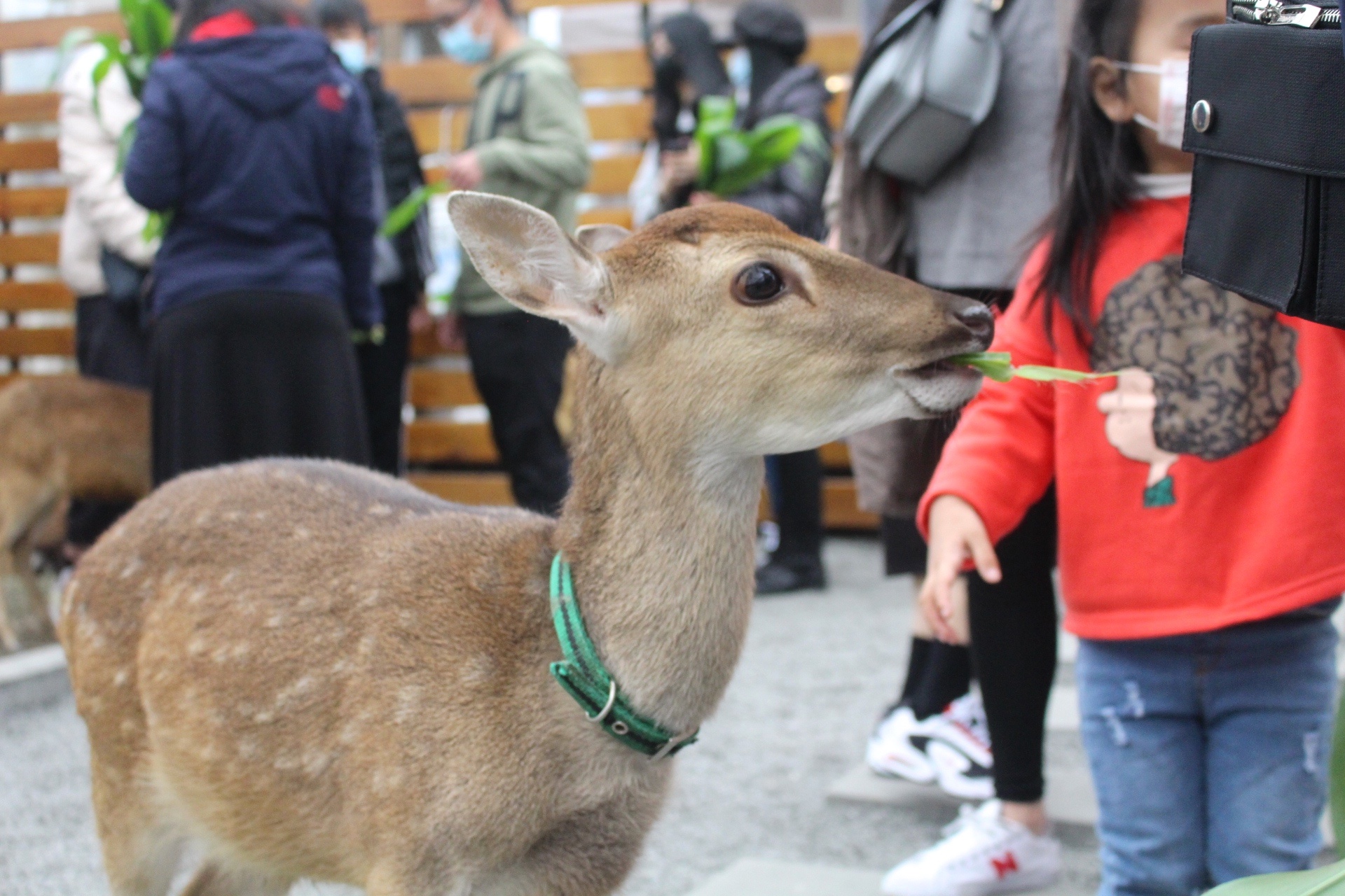 張美阿嬤農場，宜蘭好玩，宜蘭餵動物