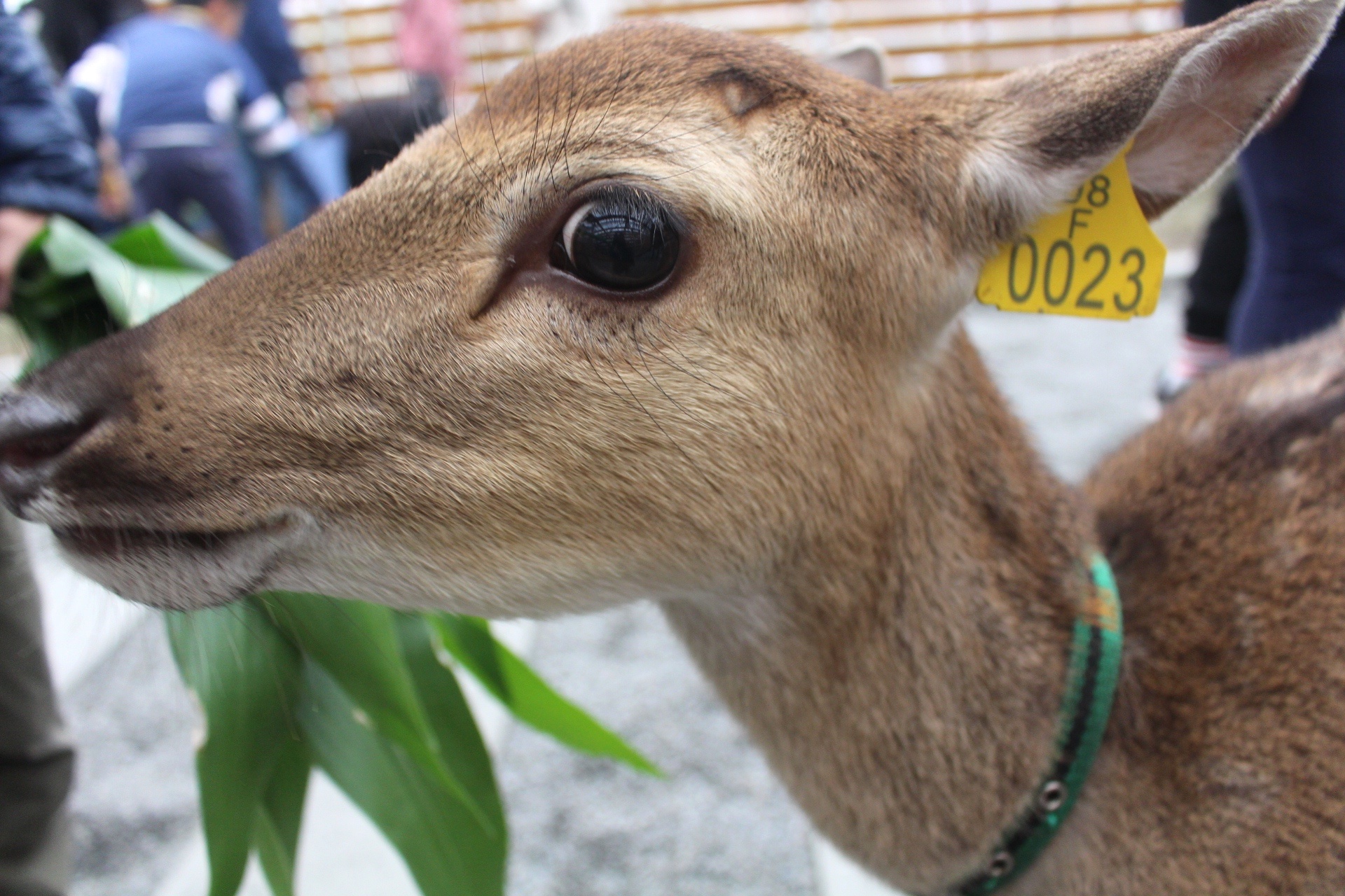 張美阿嬤農場，宜蘭好玩，宜蘭餵動物