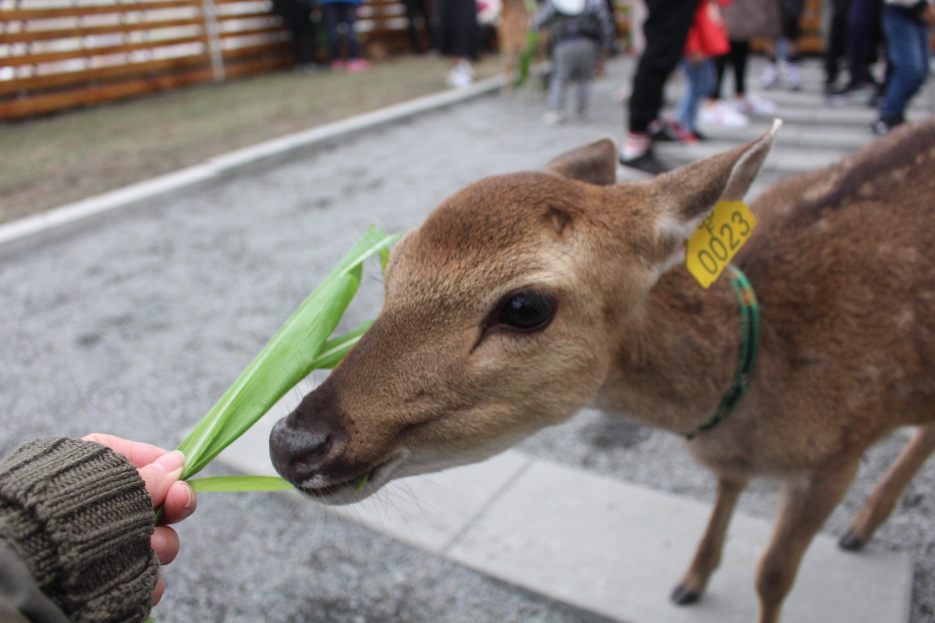 張美阿嬤農場，宜蘭好玩，宜蘭餵動物