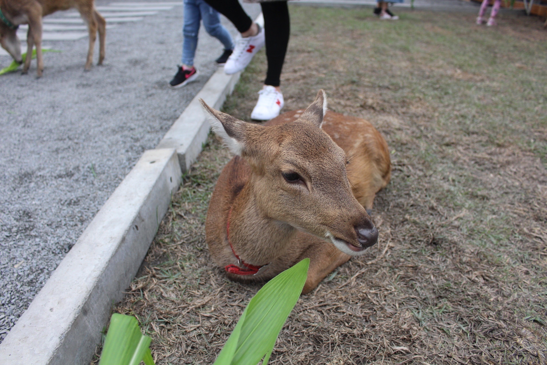 張美阿嬤農場，宜蘭好玩，宜蘭餵動物