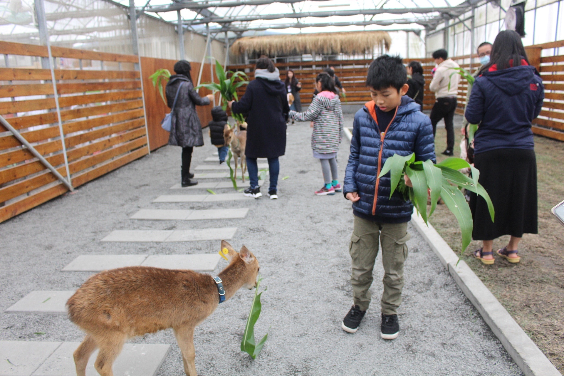 【玩 張美阿嬤農場】150元體驗餵鹿(含蔥油餅一份、暢飲有機紅茶）預約親子DIY體驗才能更有趣！