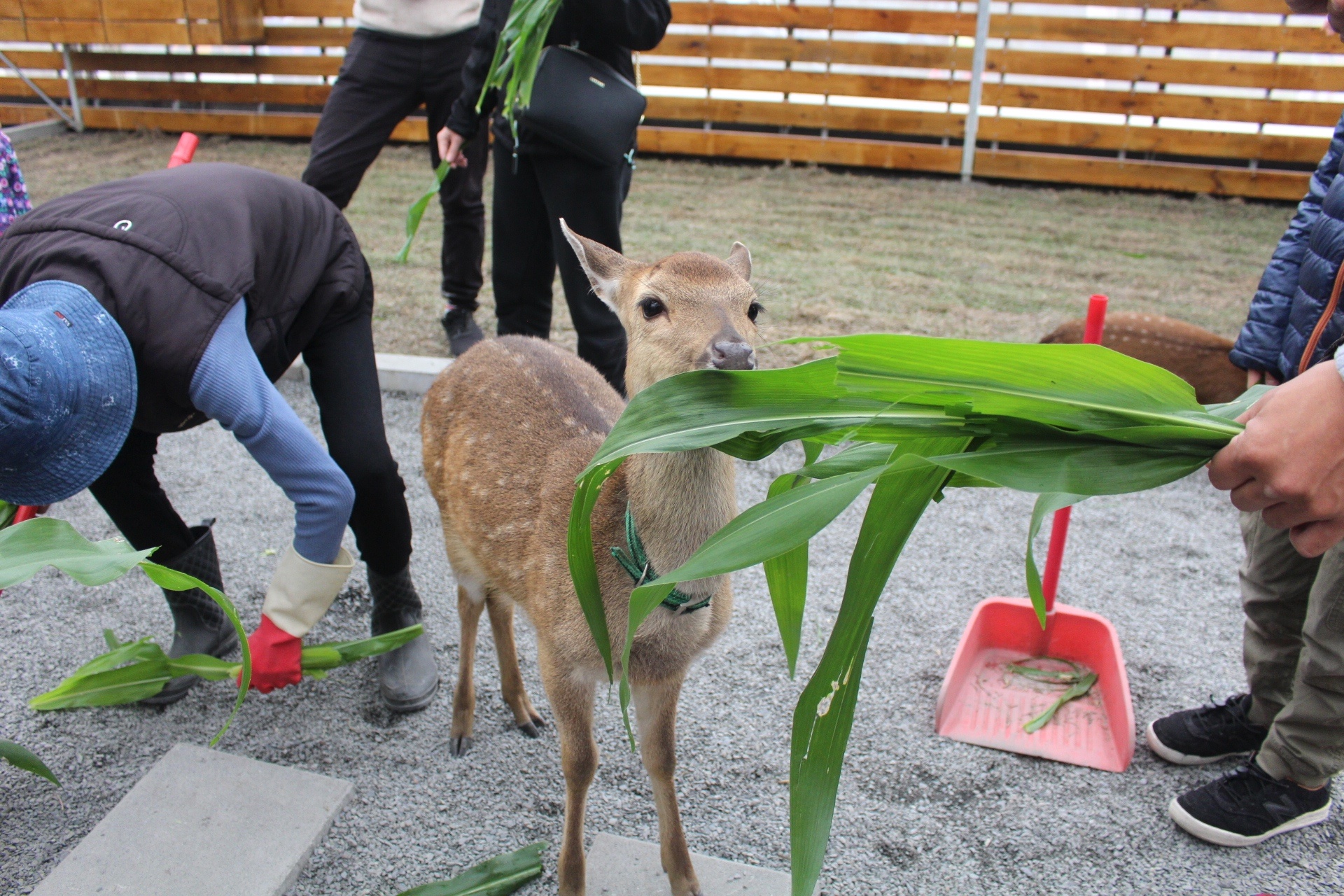 張美阿嬤農場，宜蘭好玩，宜蘭餵動物