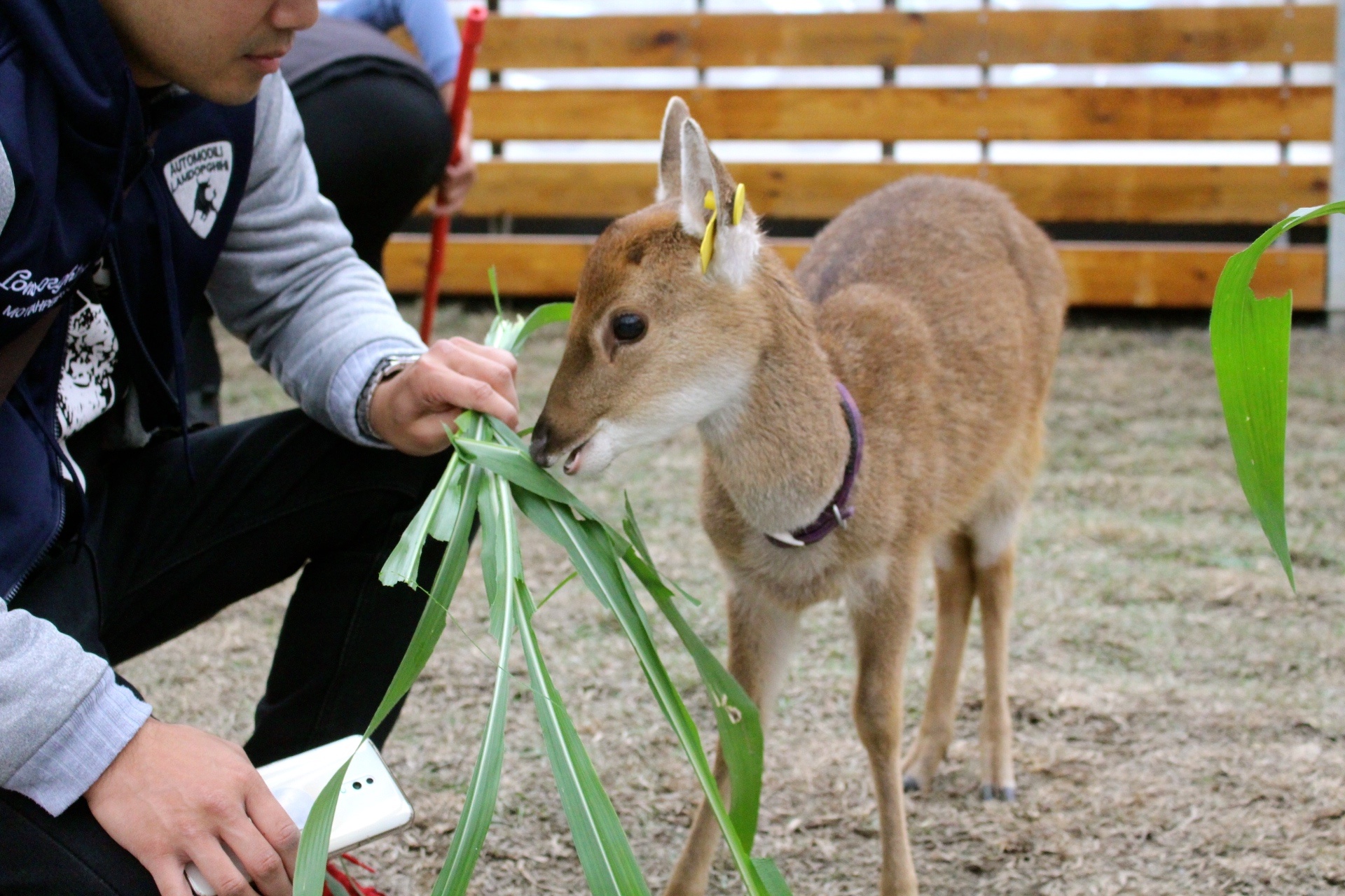 張美阿嬤農場，宜蘭好玩，宜蘭餵動物