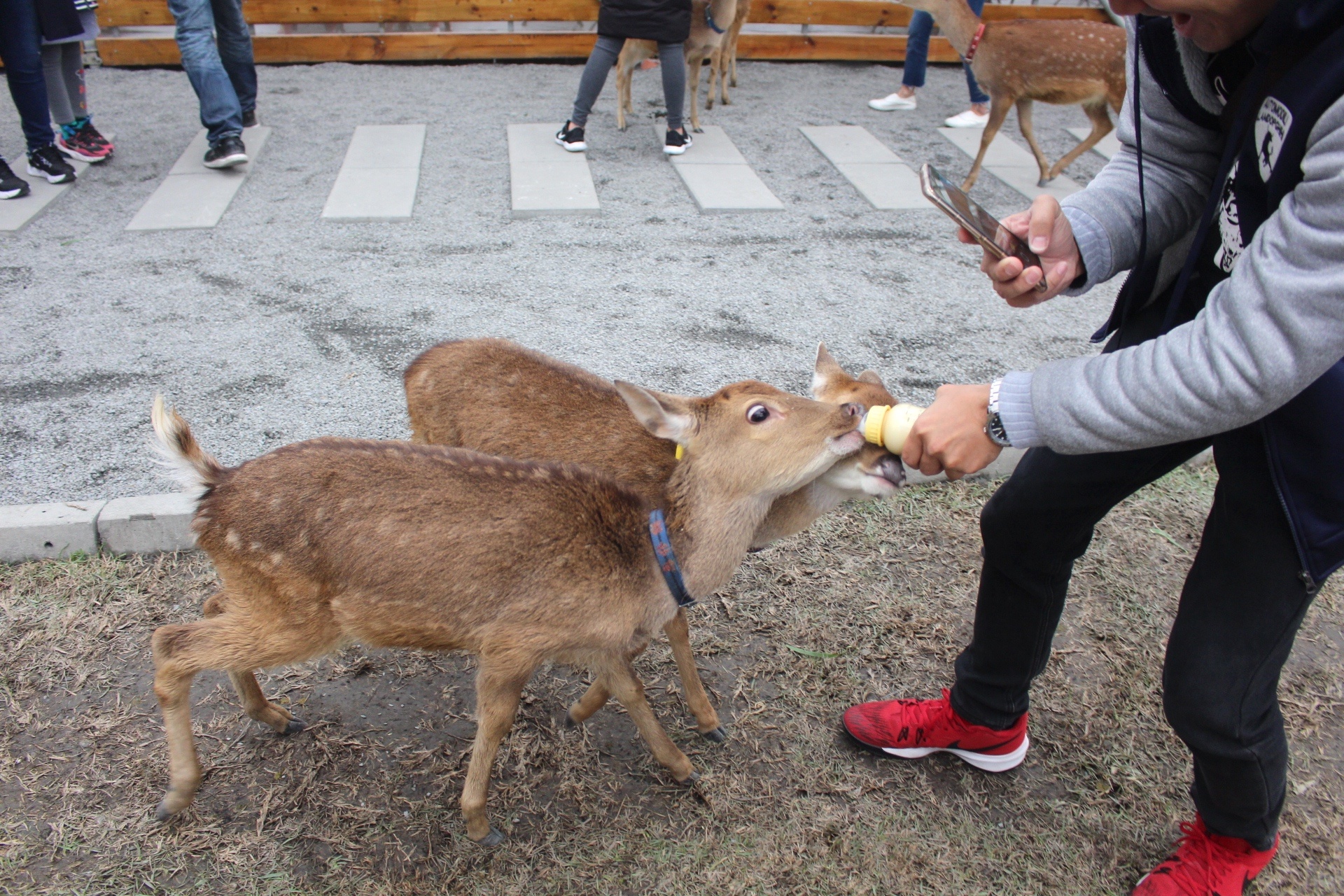 張美阿嬤農場，宜蘭好玩，宜蘭餵動物