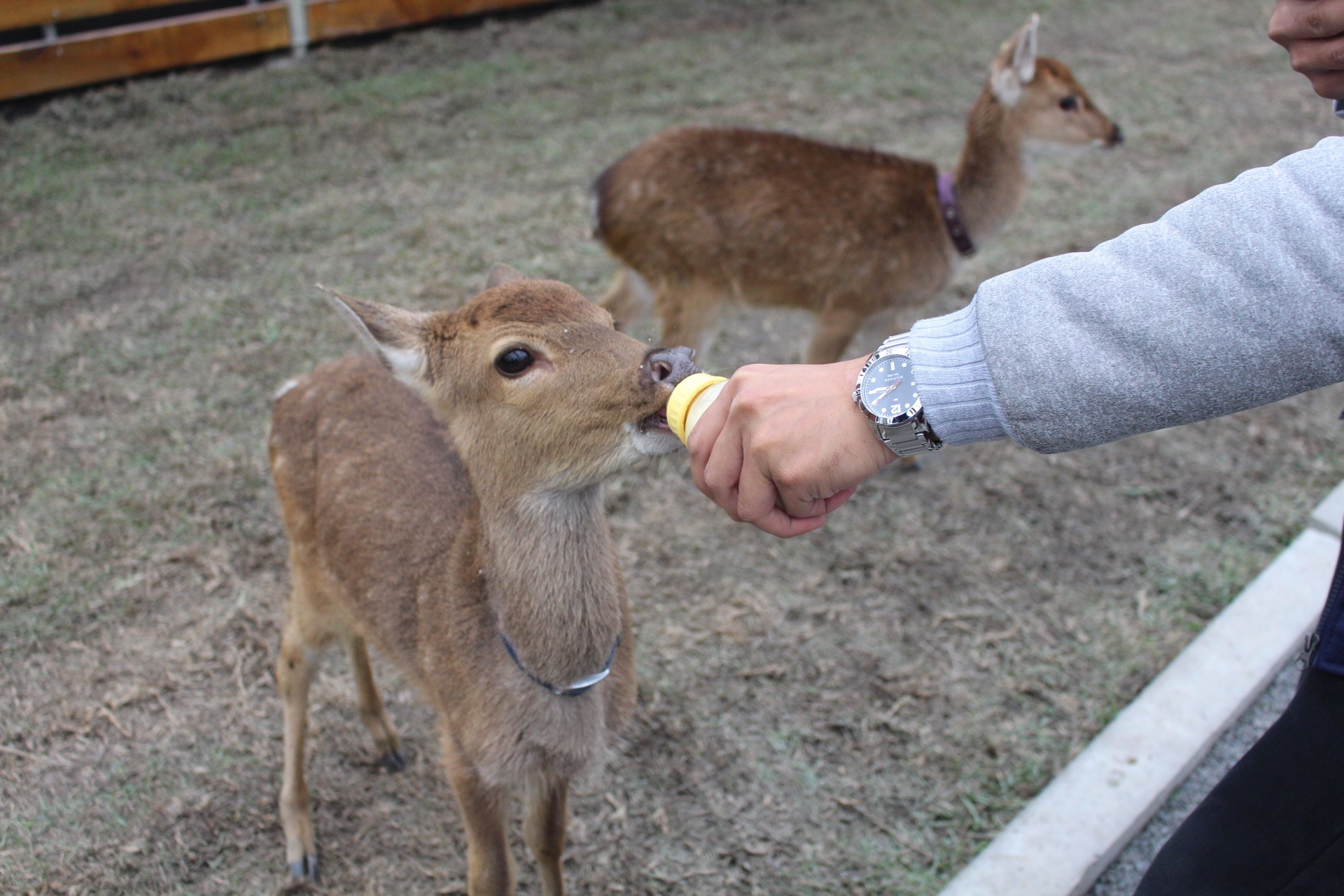 張美阿嬤農場，宜蘭好玩，宜蘭餵動物