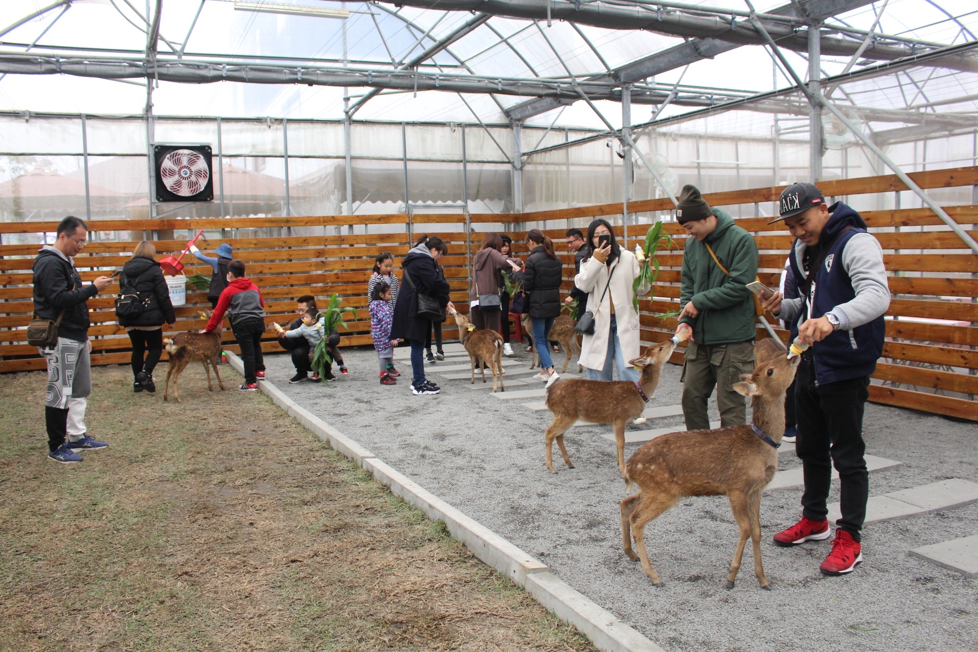 張美阿嬤農場，宜蘭好玩，宜蘭餵動物