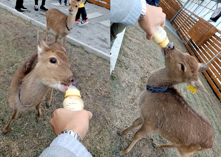 【玩 張美阿嬤農場】150元體驗餵鹿(含蔥油餅一份、暢飲有機紅茶）預約親子DIY體驗才能更有趣！