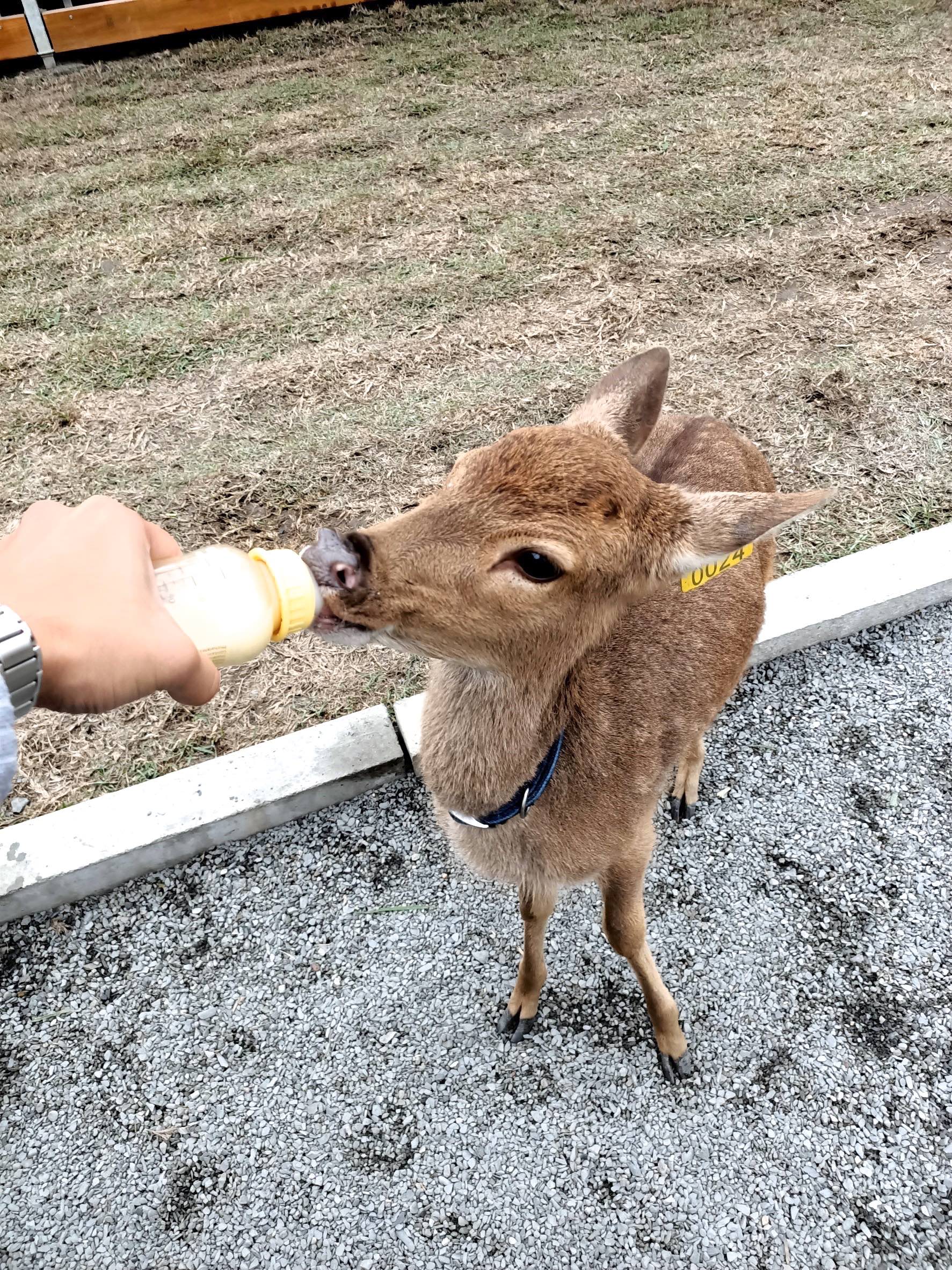 張美阿嬤農場，宜蘭好玩，宜蘭餵動物