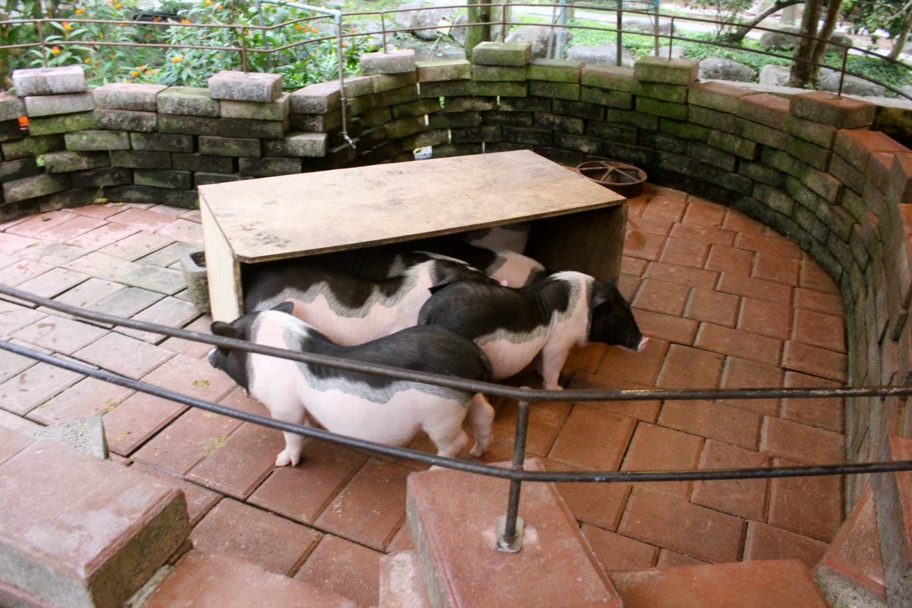 【玩 宜農牧場】30元誠實投幣入園．餵食五寶100元可以餵到八種小動物！不限時間、附設停車場