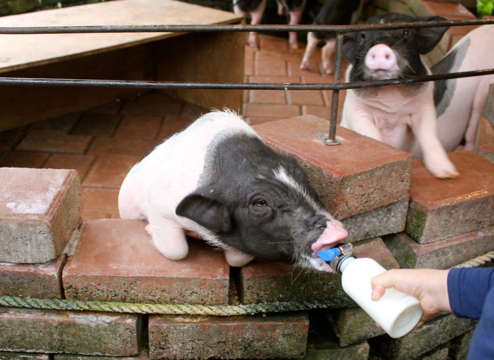 【玩 宜農牧場】30元誠實投幣入園．餵食五寶100元可以餵到八種小動物！不限時間、附設停車場