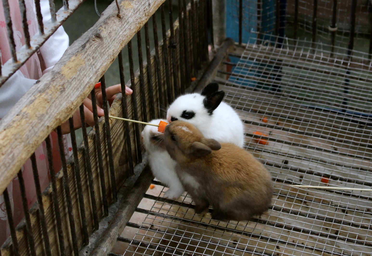 【玩 宜農(nóng)牧場】30元誠實投幣入園．餵食五寶100元可以餵到八種小動物！不限時間、附設(shè)停車場