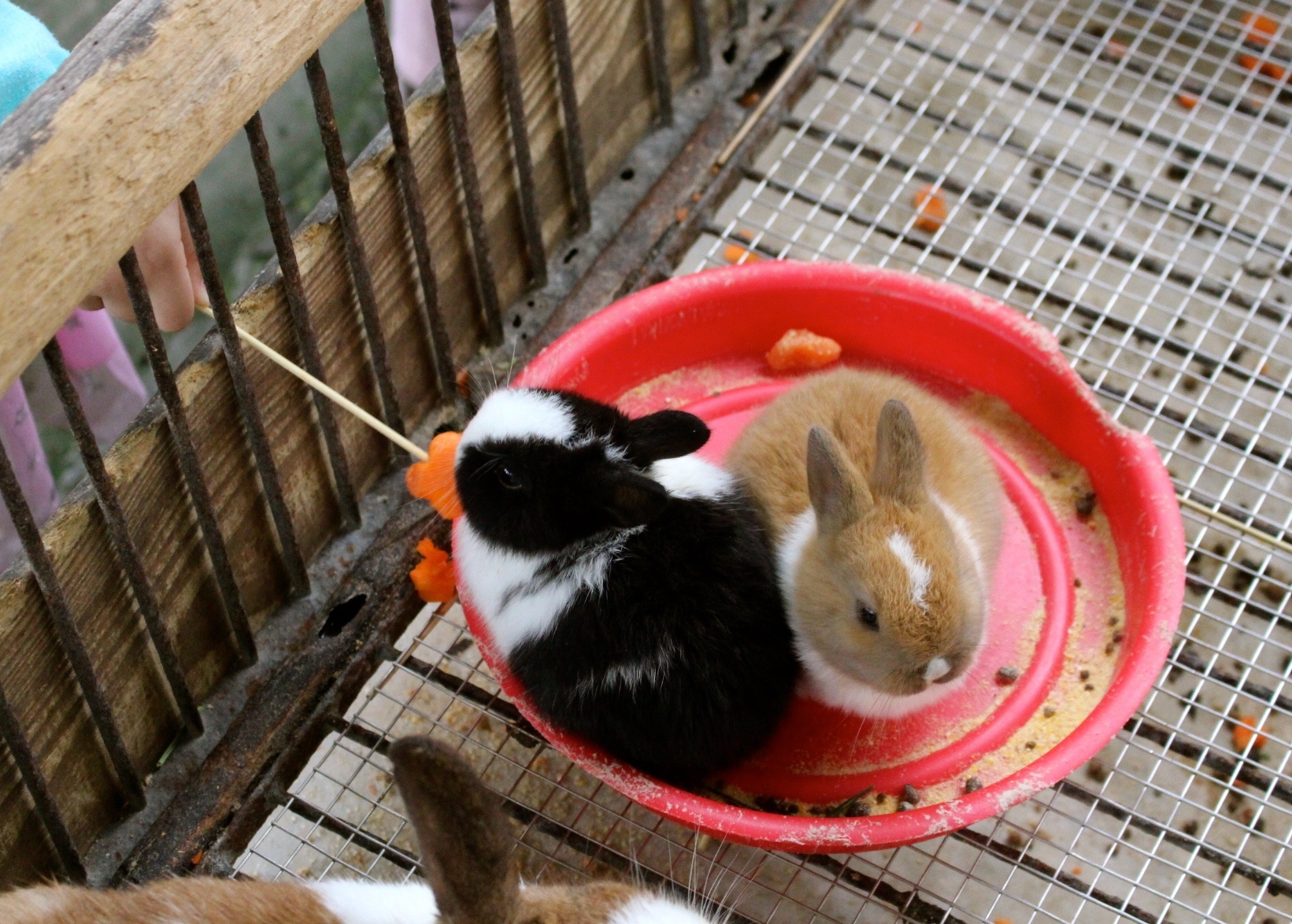 【玩 宜農(nóng)牧場】30元誠實投幣入園．餵食五寶100元可以餵到八種小動物！不限時間、附設(shè)停車場