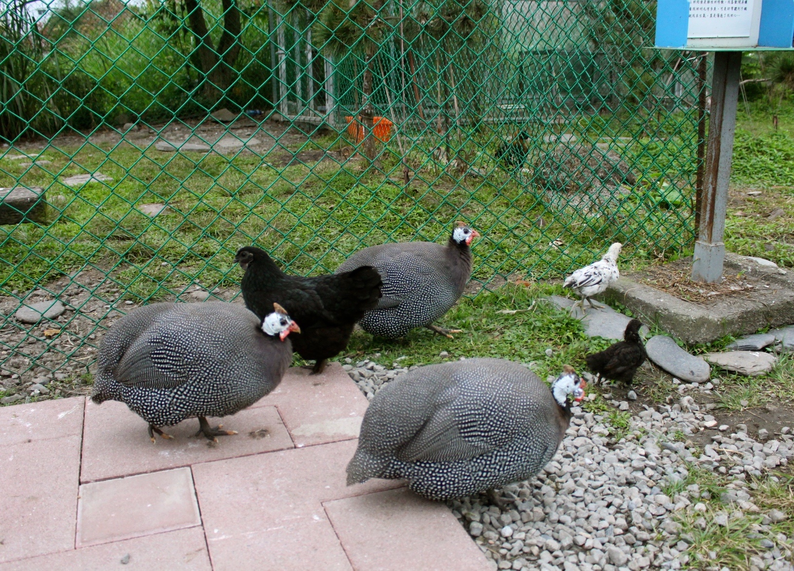 宜農牧場，銅板門票，動物餵食，宜蘭好玩，親子遊