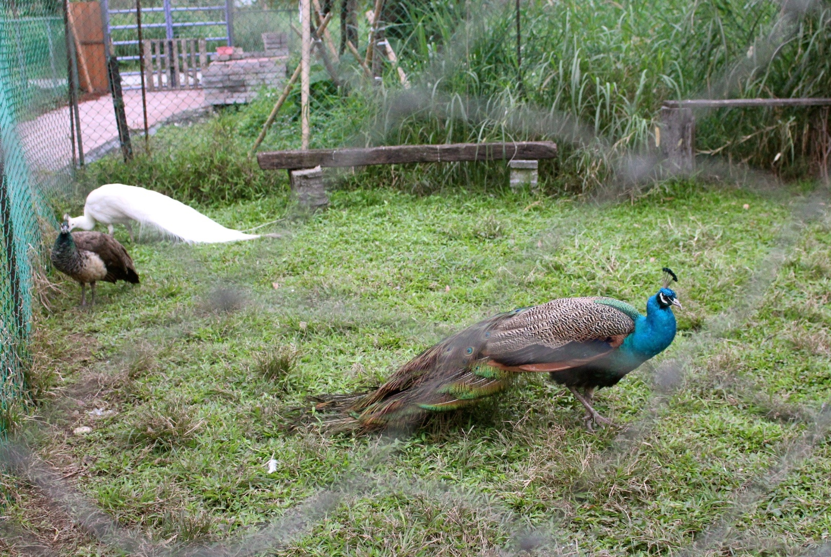 【玩 宜農牧場】30元誠實投幣入園．餵食五寶100元可以餵到八種小動物！不限時間、附設停車場