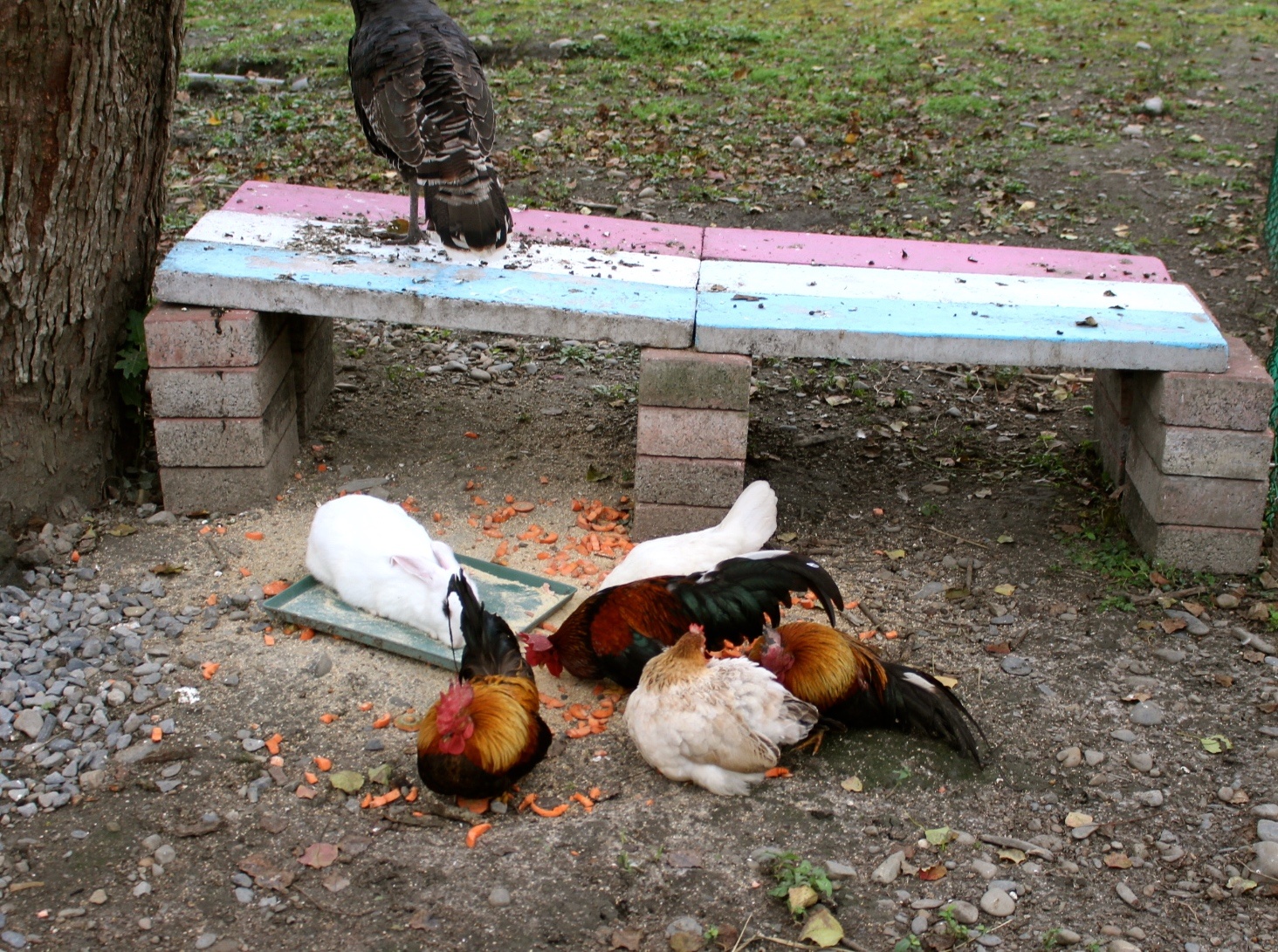 【玩 宜農(nóng)牧場】30元誠實投幣入園．餵食五寶100元可以餵到八種小動物！不限時間、附設(shè)停車場