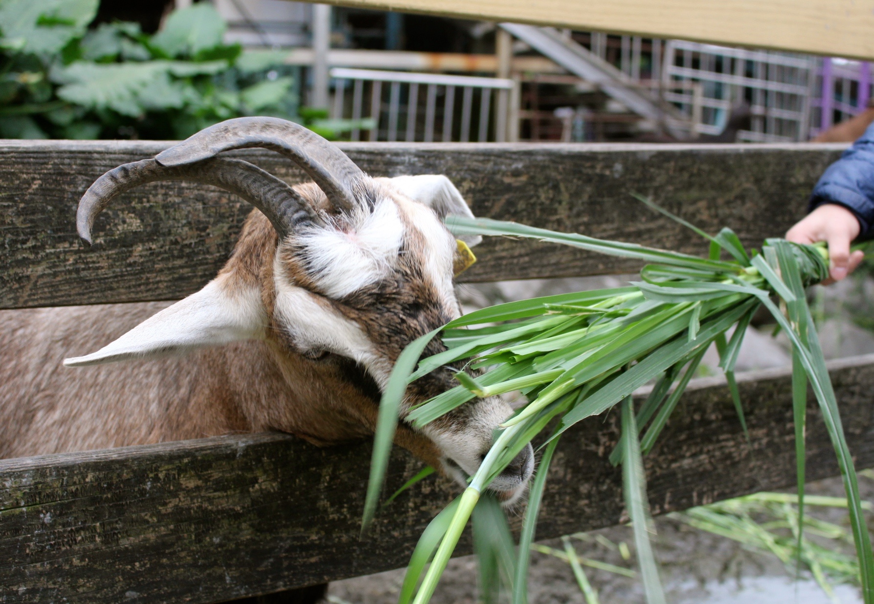 宜農牧場，銅板門票，動物餵食，宜蘭好玩，親子遊