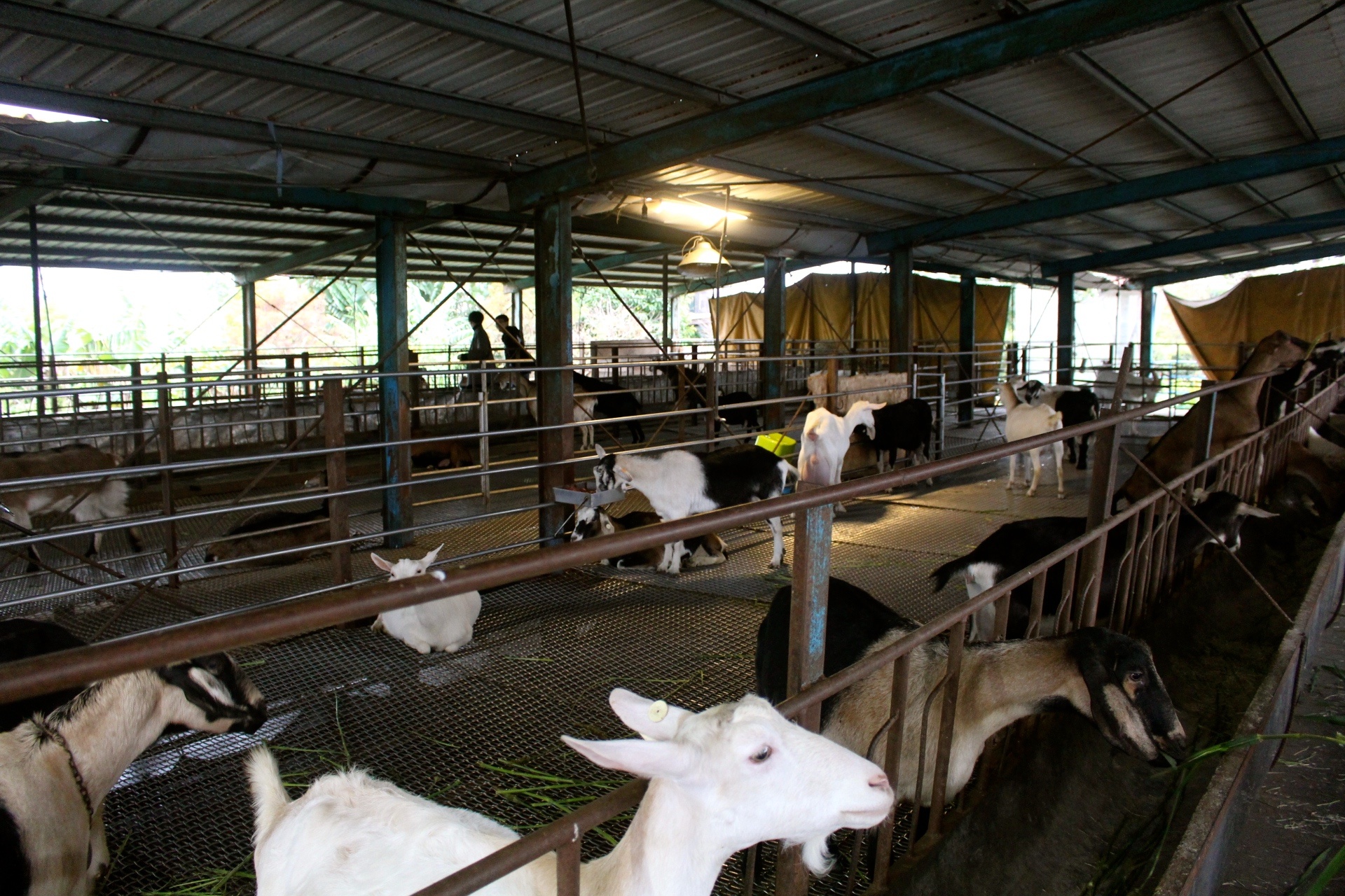 【玩 宜農牧場】30元誠實投幣入園．餵食五寶100元可以餵到八種小動物！不限時間、附設停車場