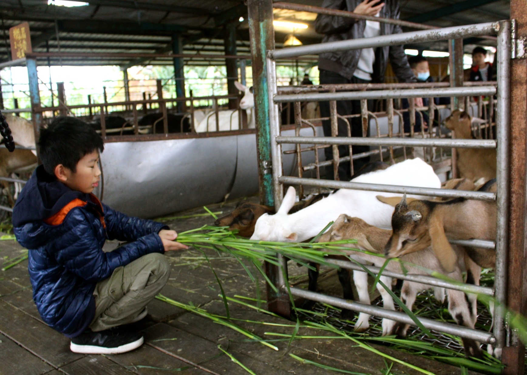 宜農牧場，銅板門票，動物餵食，宜蘭好玩，親子遊