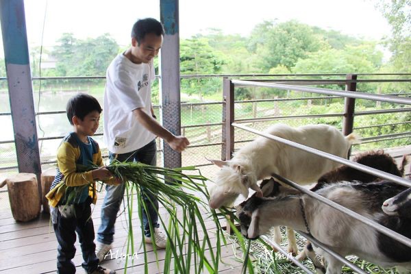 【玩 宜農牧場】30元誠實投幣入園．餵食五寶100元可以餵到八種小動物！不限時間、附設停車場