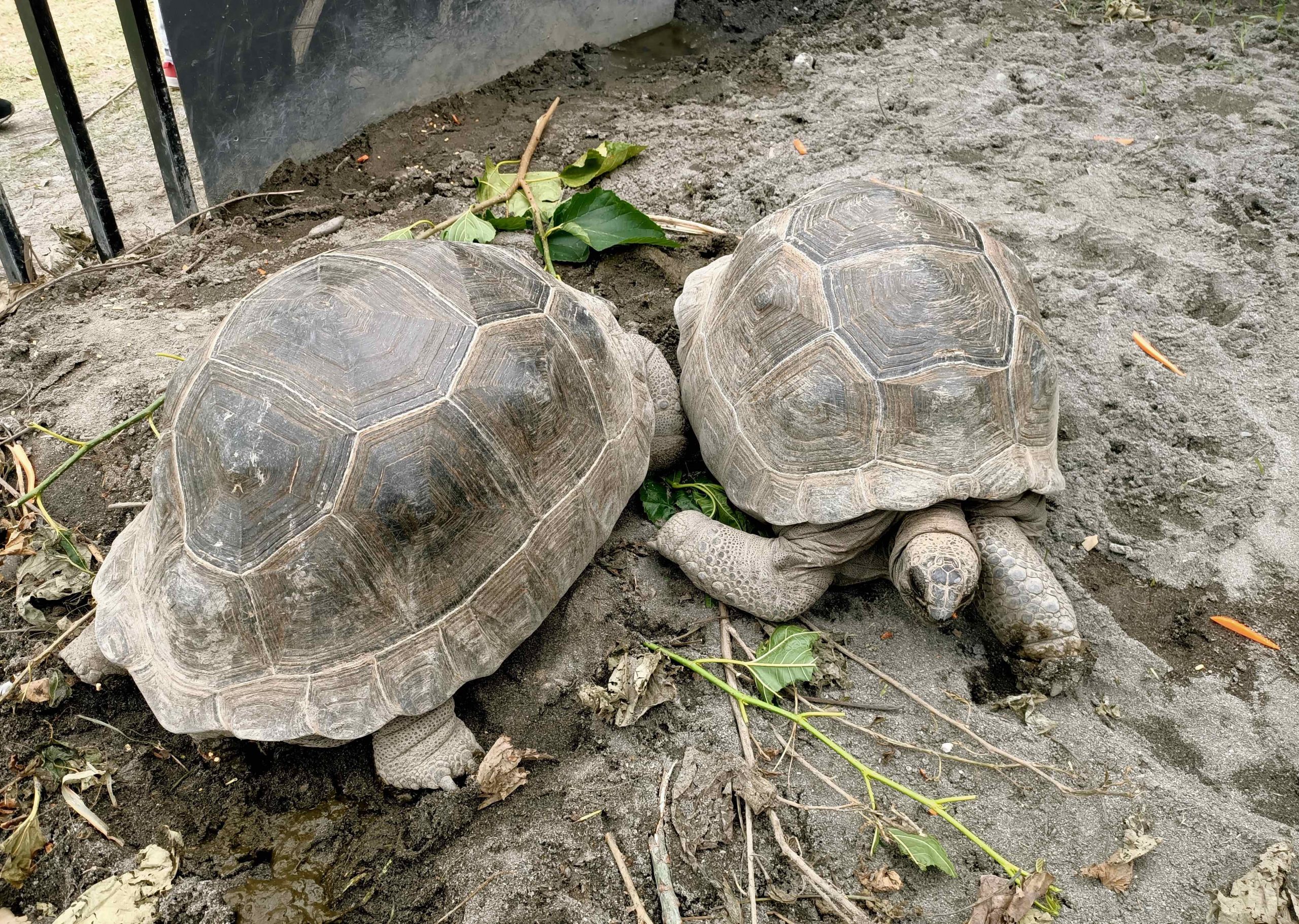 【遊 崇德瑩農場】免費入園新秘境！人稱臺版紐西蘭有放牛咖啡、沙灘車、飛行傘、原住民風味餐