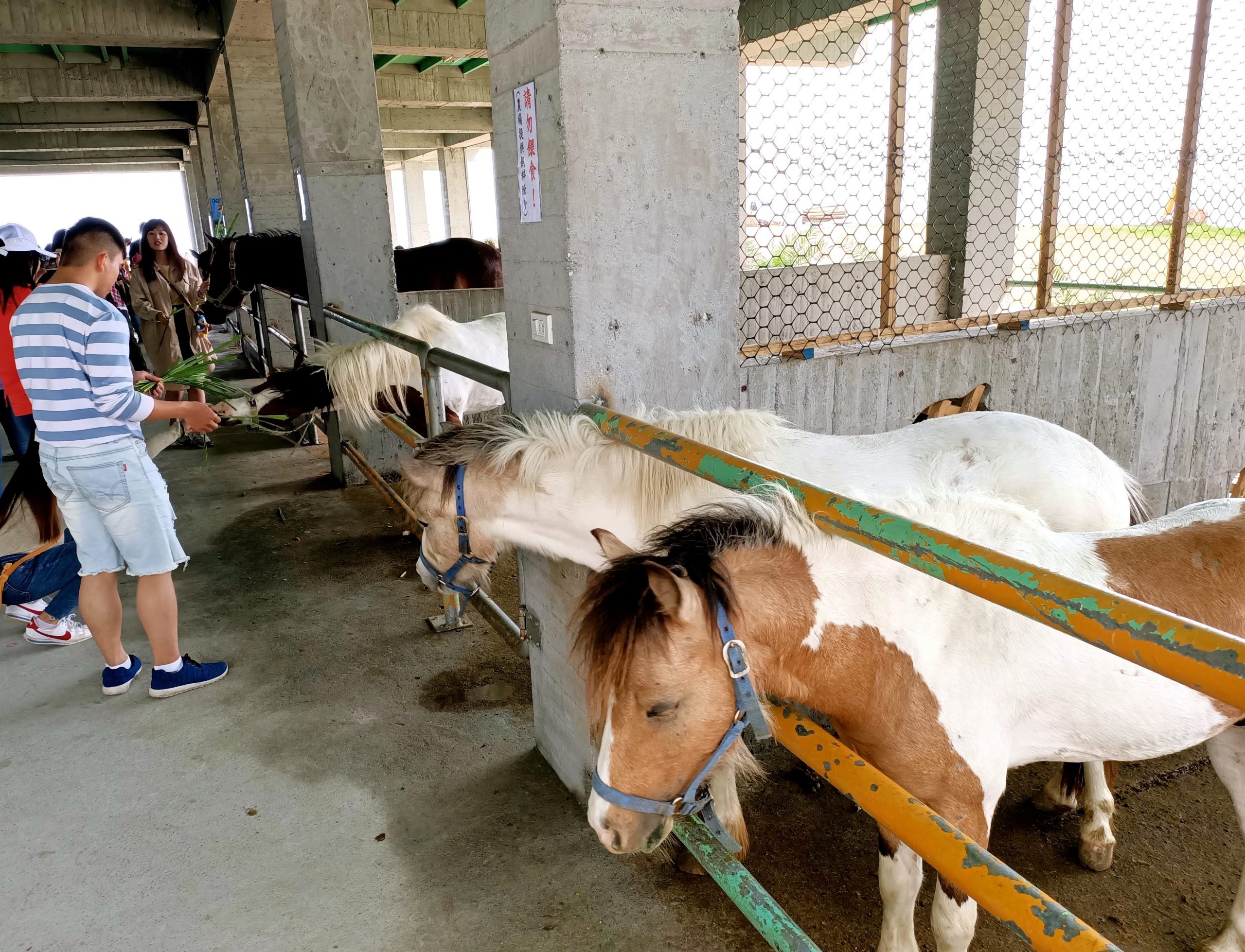 【遊 崇德瑩農場】免費入園新秘境！人稱臺版紐西蘭有放?？Х?、沙灘車、飛行傘、原住民風味餐