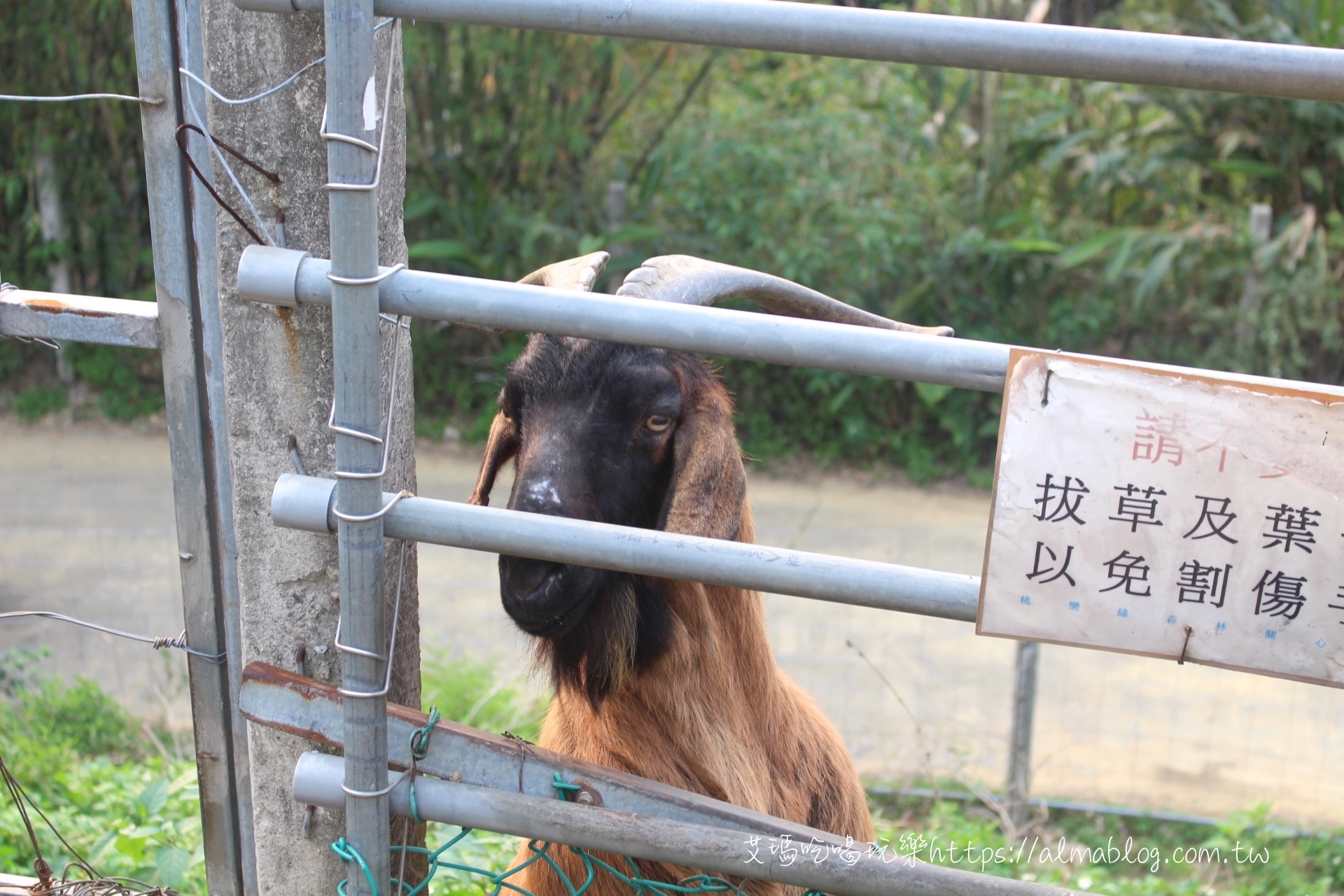 桃樂絲森林