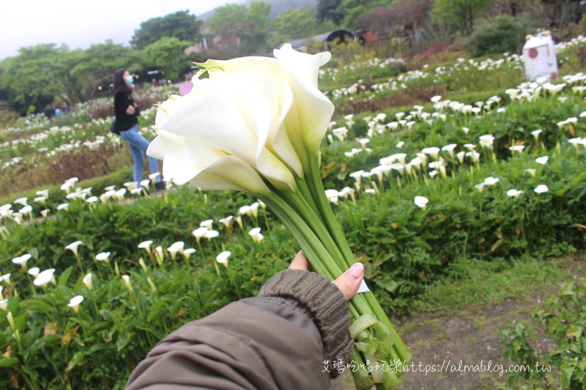 竹子湖海芋季